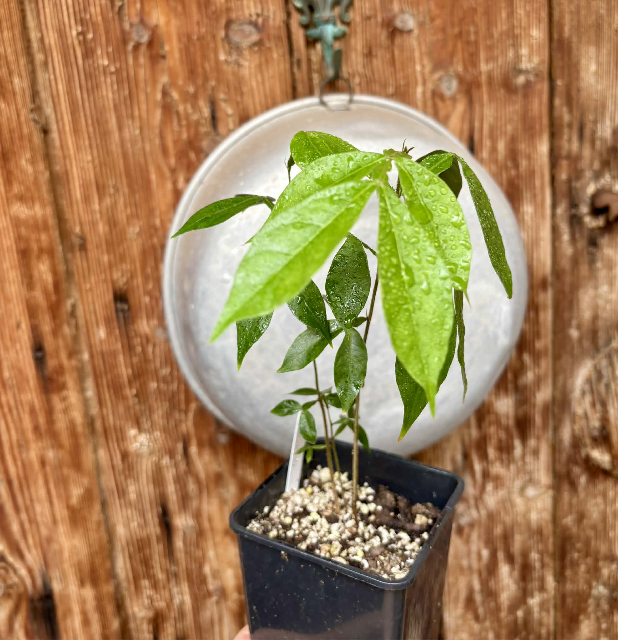 Inga vera  - 1 potted plant / 1 getopfte Pflanze
