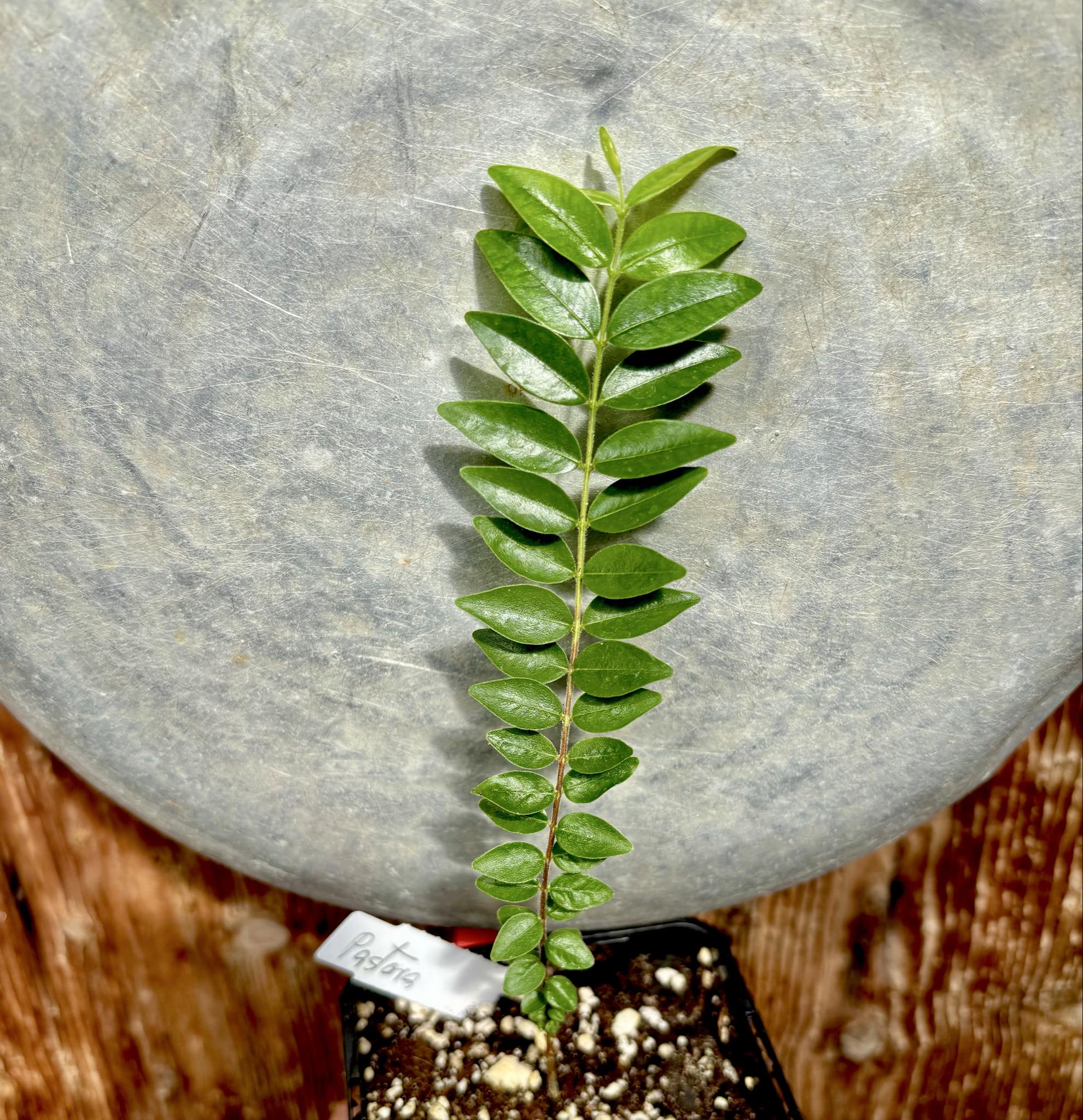 Myrciaria sp Pastora - 1 potted plant / 1 getopfte Pflanze