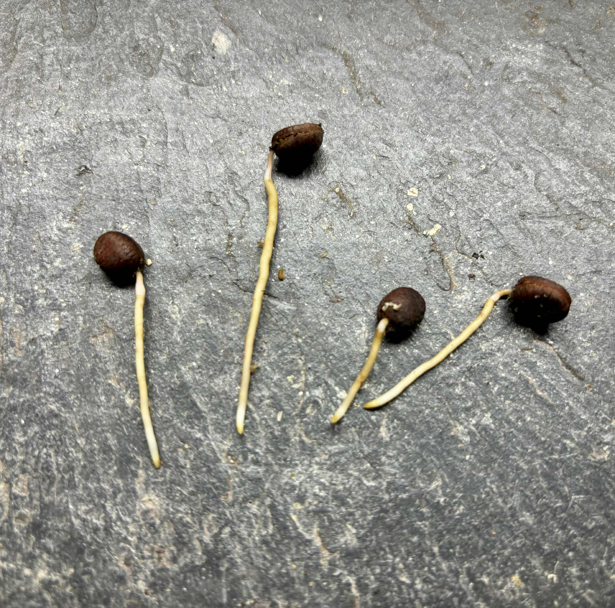 Fingersop (Meiogyne cylindrocarpa) - 1 germinated seed / 1 gekeimter Samen Fingersop (Meiogyne cylindrocarpa) - 1 germinated seed / 1 gekeimter Samen