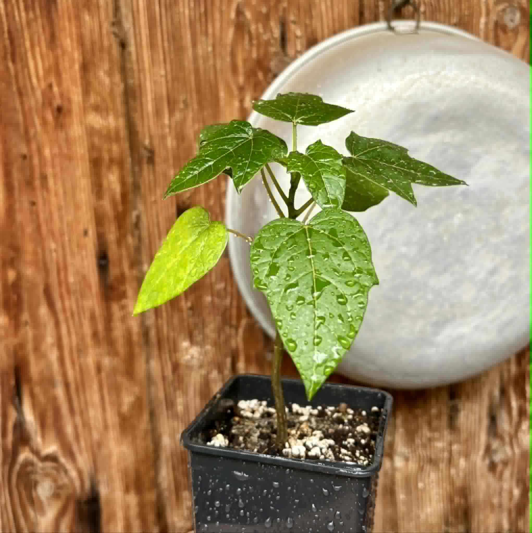 Vasconcellea pubescens - 1 potted seedling / 1 getopfter Sämling
