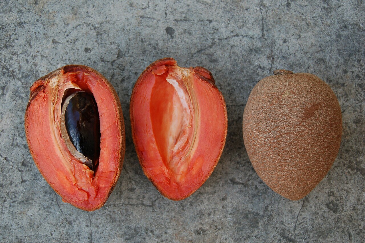 Pouteria sapota - Mamey Sapote - 1 fresh seed / 1 frischer Samen Pouteria sapota - Mamey Sapote - 1 fresh seed / 1 frischer Samen