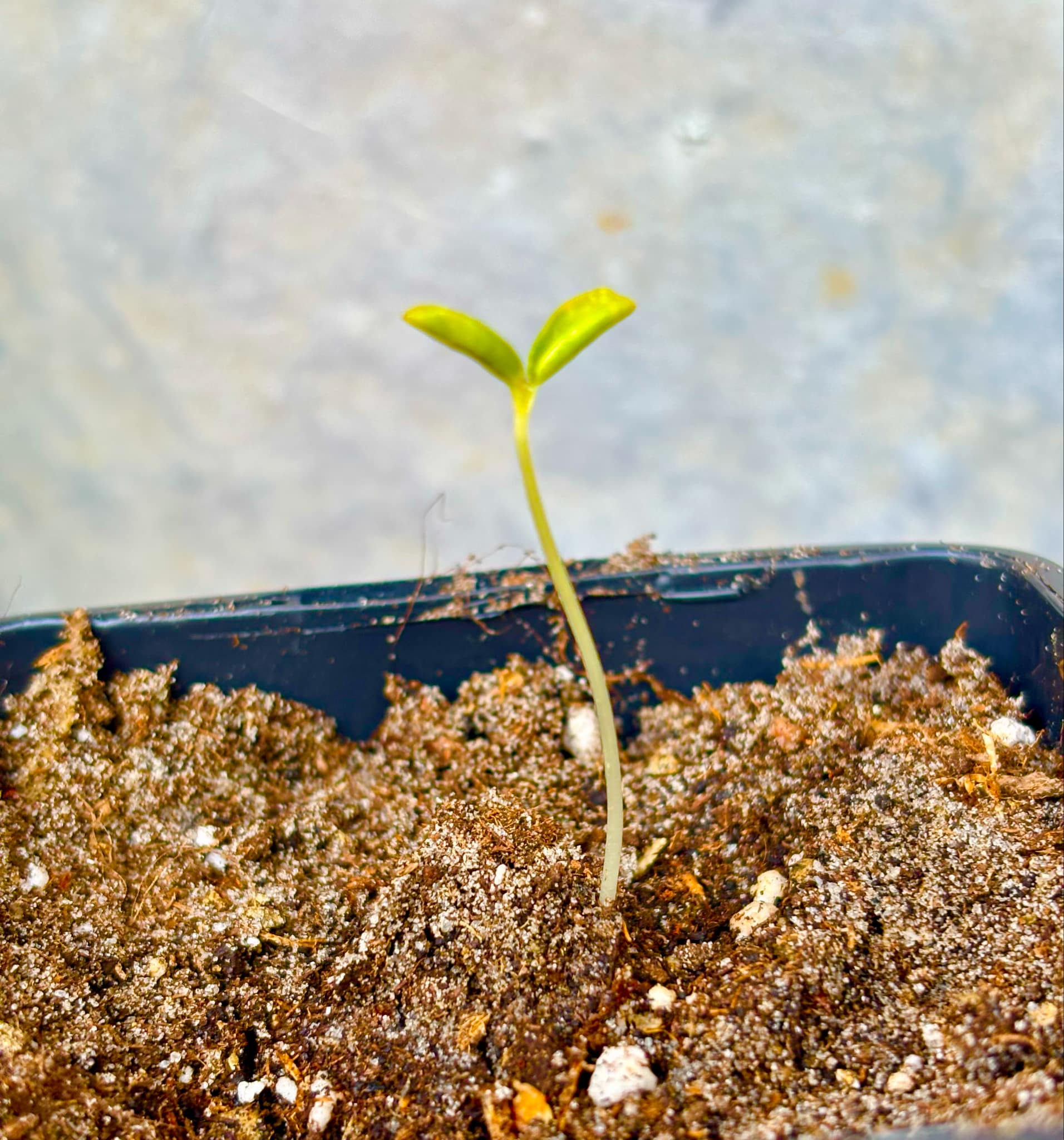 Yellow Krabi Papaya (Carica papaya) - 1 fresh potted seedling / 1 frisch getopfter Sämling