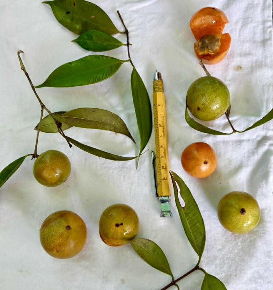 Myrciaria sp Pirangi - Rare exotic plant and seeds - Seltene exotische Pflanze und Samen