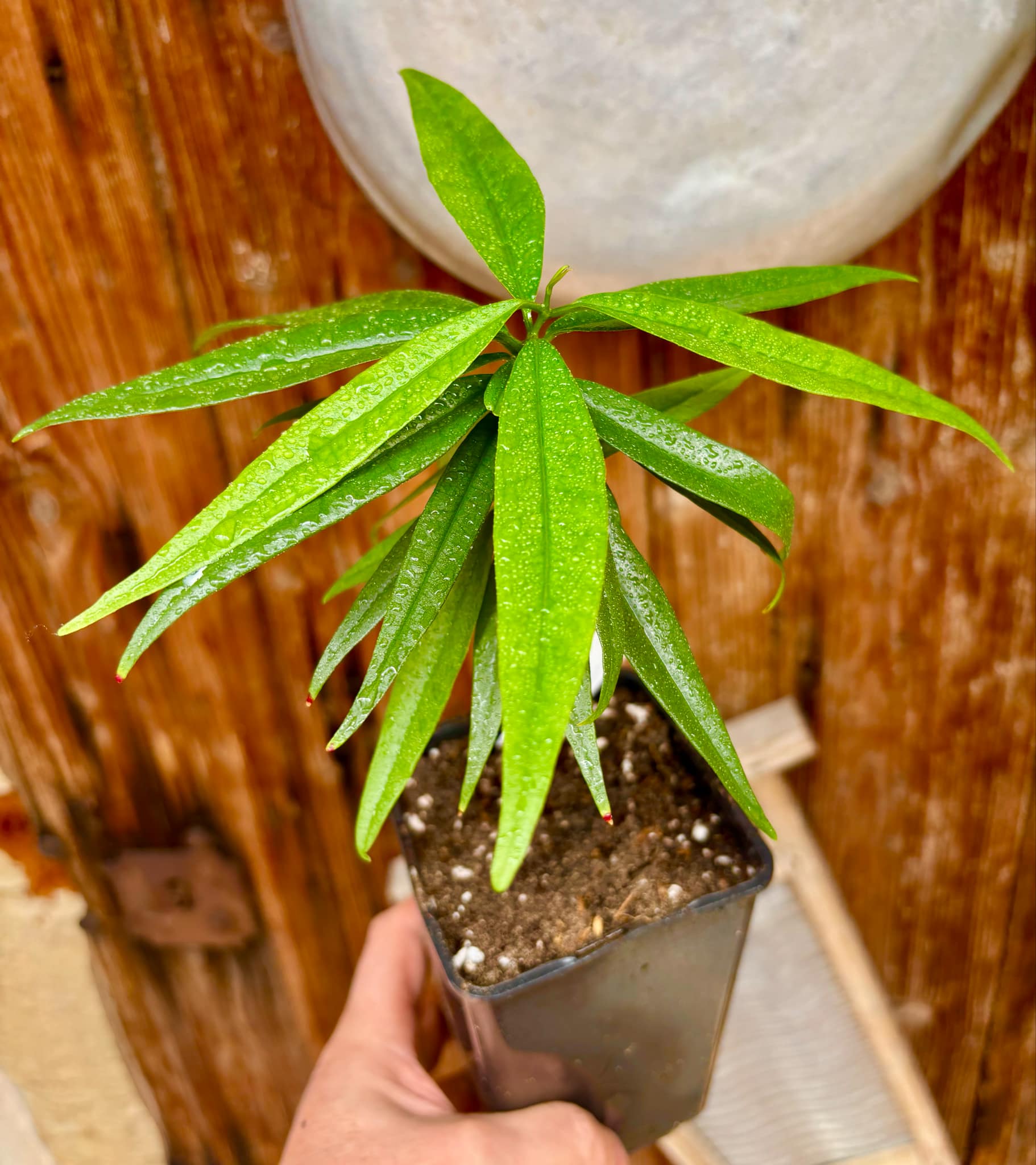 Eugenia bahiensis var. Sementes pintada  - 1 potted plant / 1 getopfte Pflanze