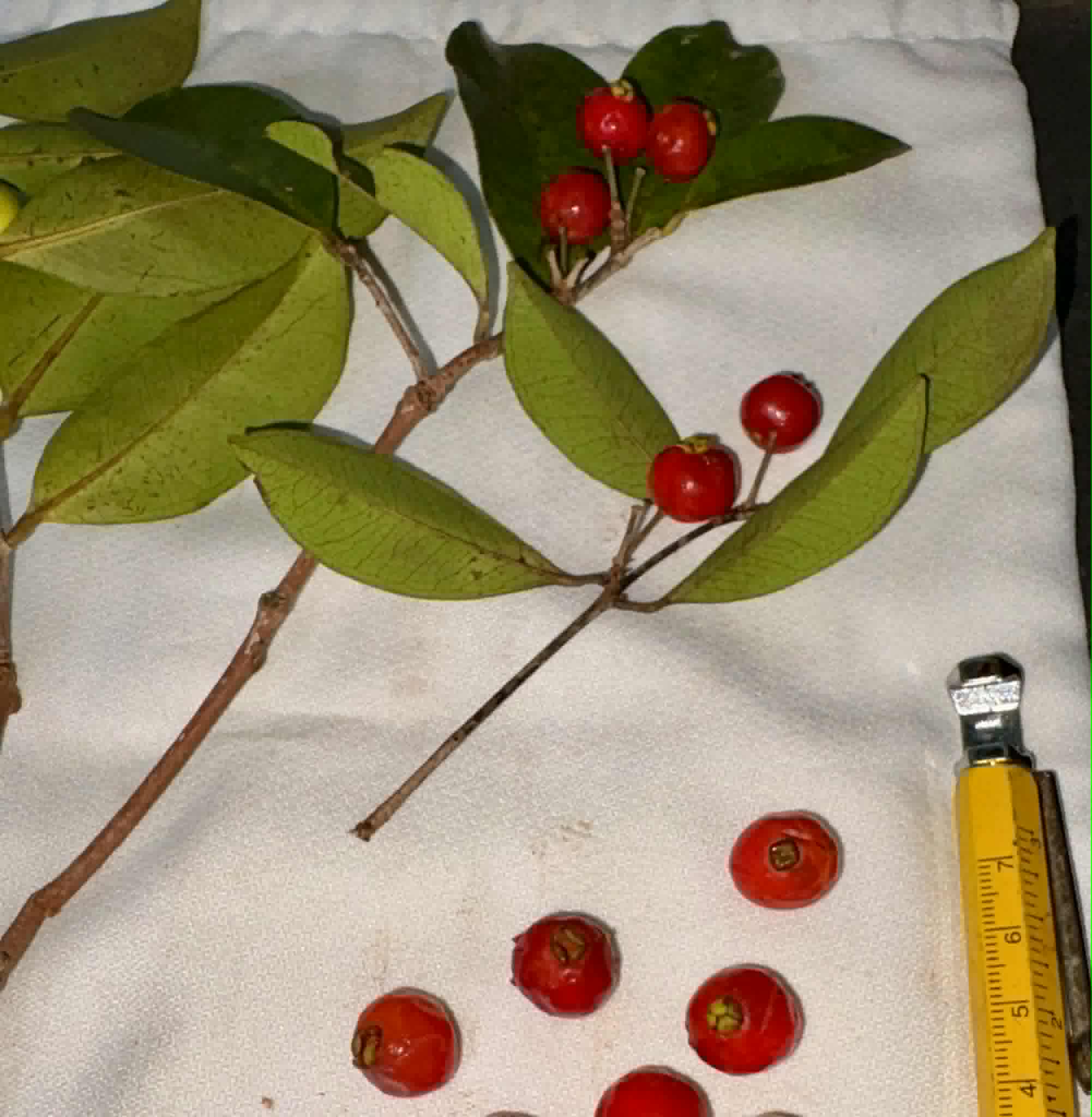 Eugenia sp Pitanga de a Mata - 1 fresh seed / 1 frischer Samen