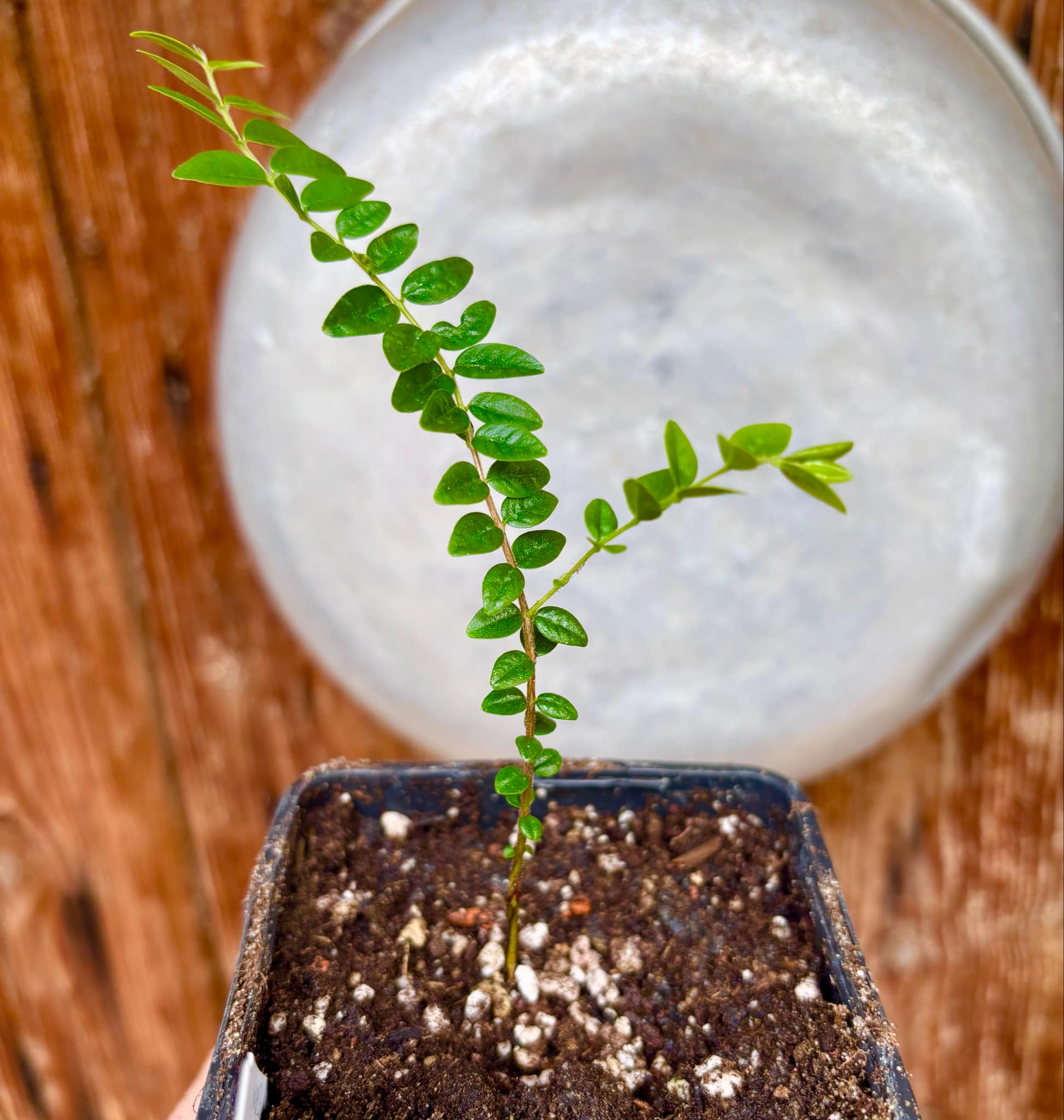 Myrciaria sp Pastora Nr. 3 - 1 potted seedling / 1 getopfter Sämling