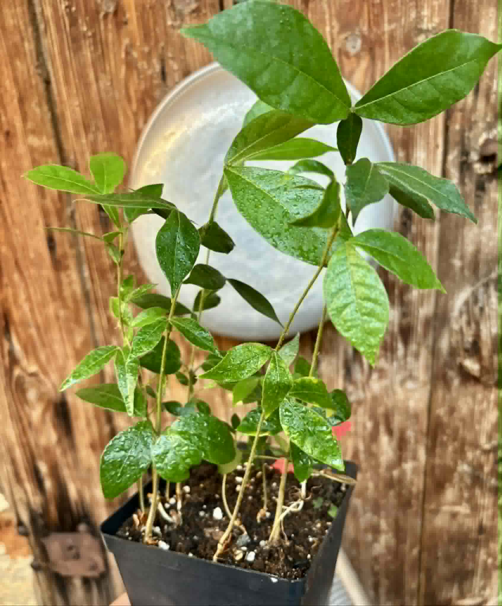 7 in 1 pot - Inga vera  - 7 seedlings in one pot / 7 Sämlinge in einem Topf
