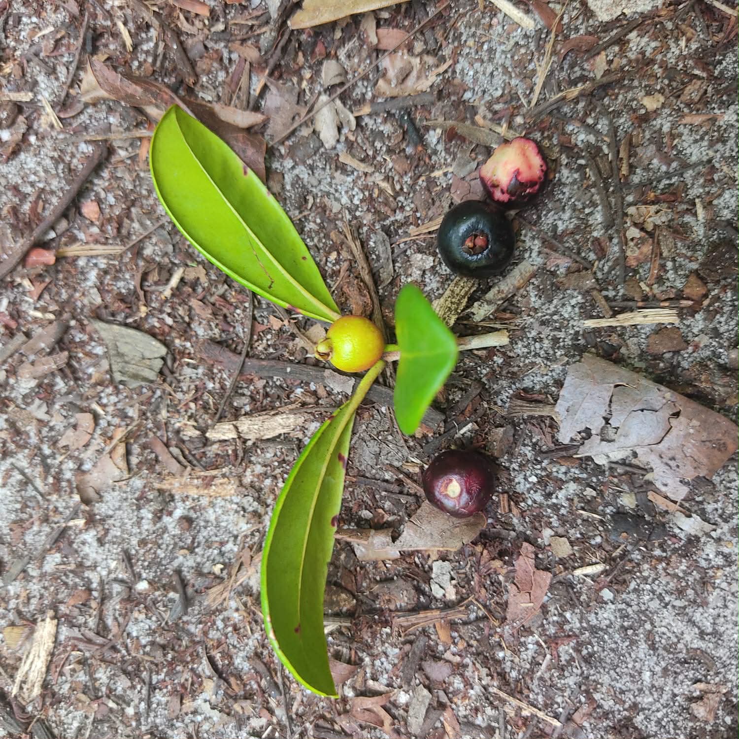 Psidium sp Marau - 1 potted seedling / 1 getopfter Sämling