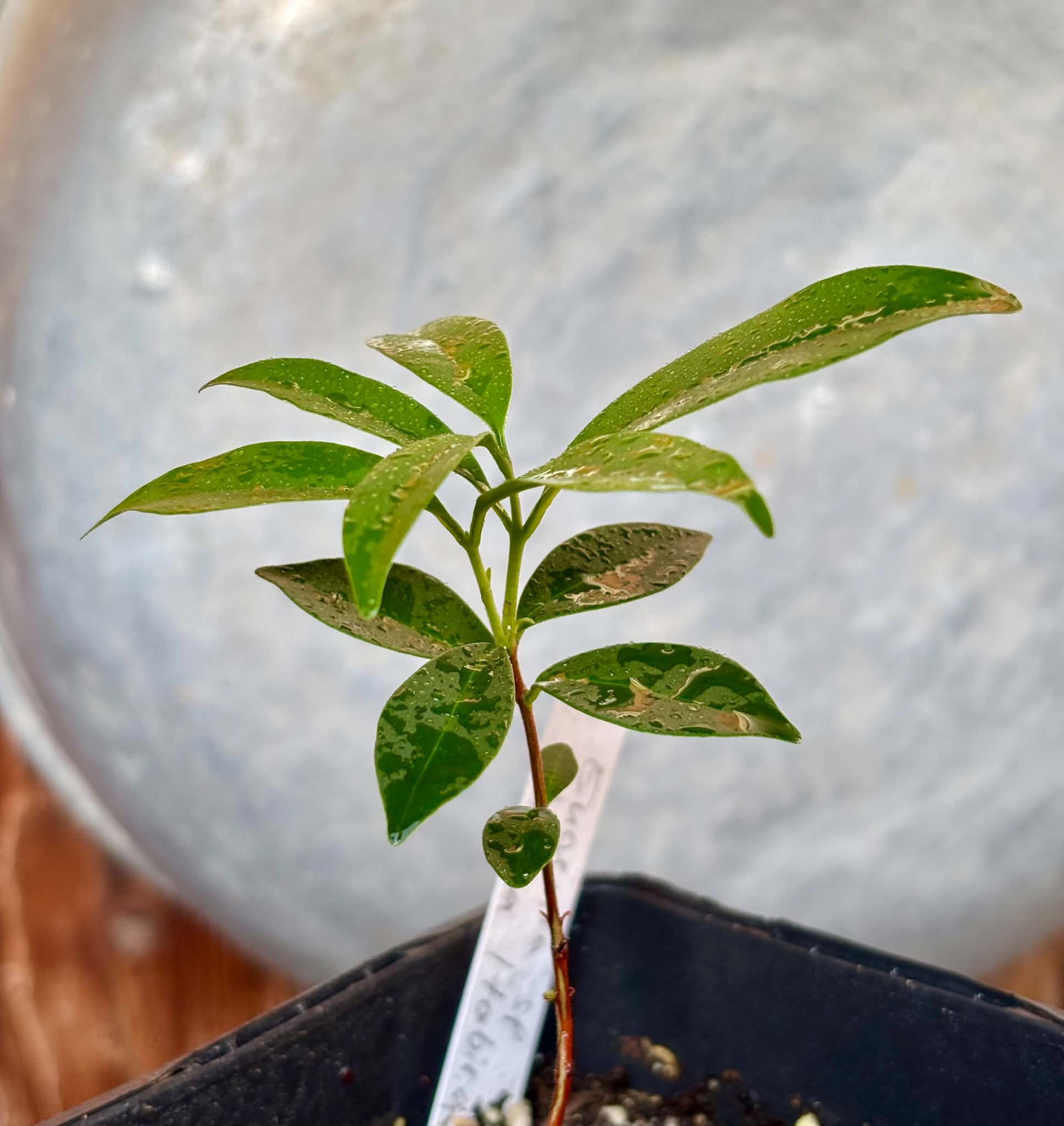Eugenia sp. Pitanga Itobira -  1 potted seedling / 1 getopfter Sämling