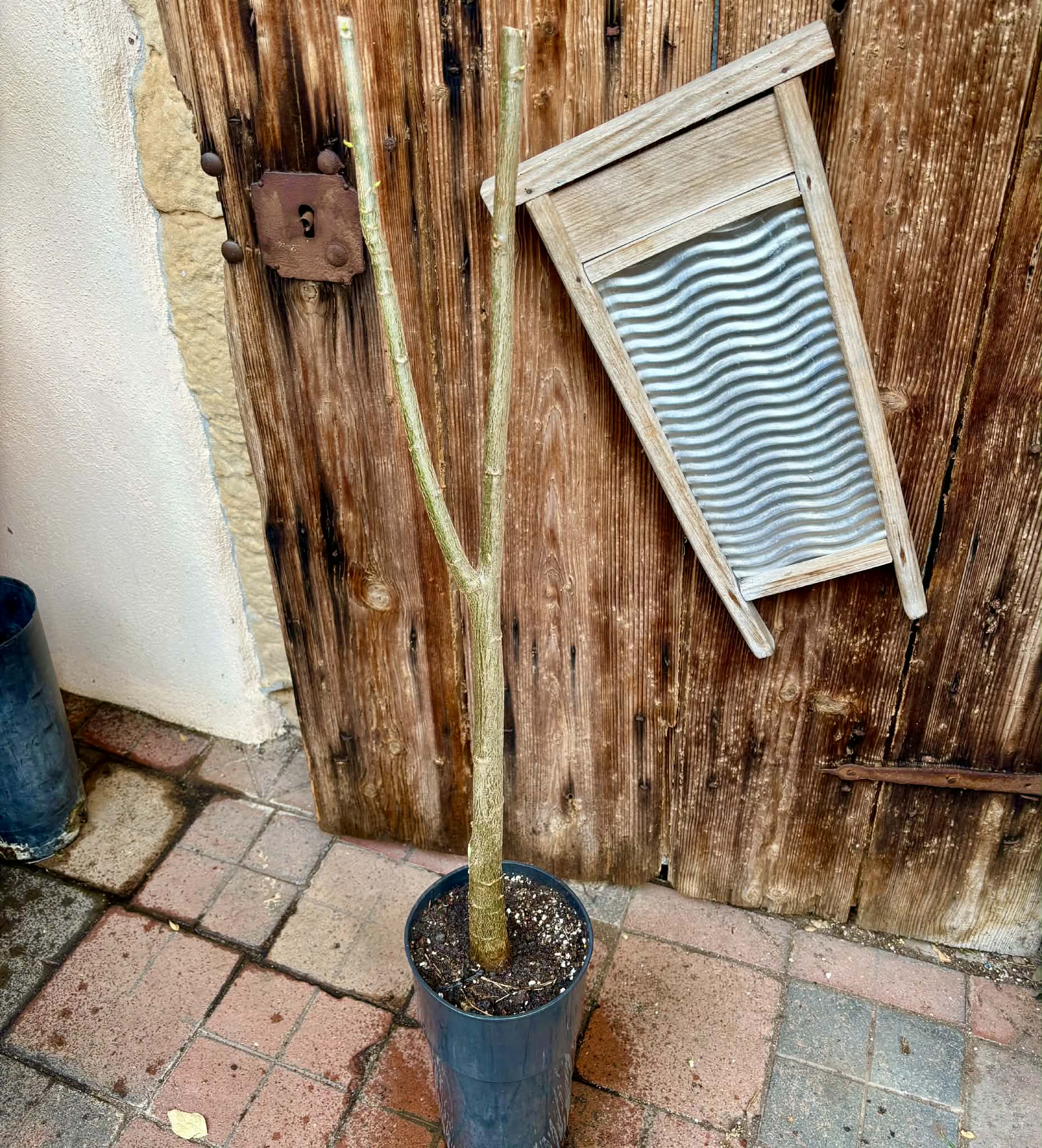 4 years old - Oak Leaf Papaya (Vasconcellea quercifolia) - 1 potted plant / 1 getopfte Pflanze