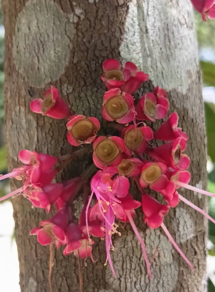 Pre Order - Syzygium rubrocarpum - 1 fresh seed / 1 frischer Samen