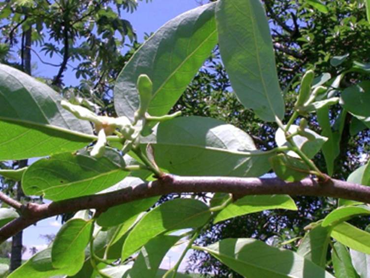 Pre-Order - Annona xylopifolia - 1 fresh seed / 1 frischer Samen