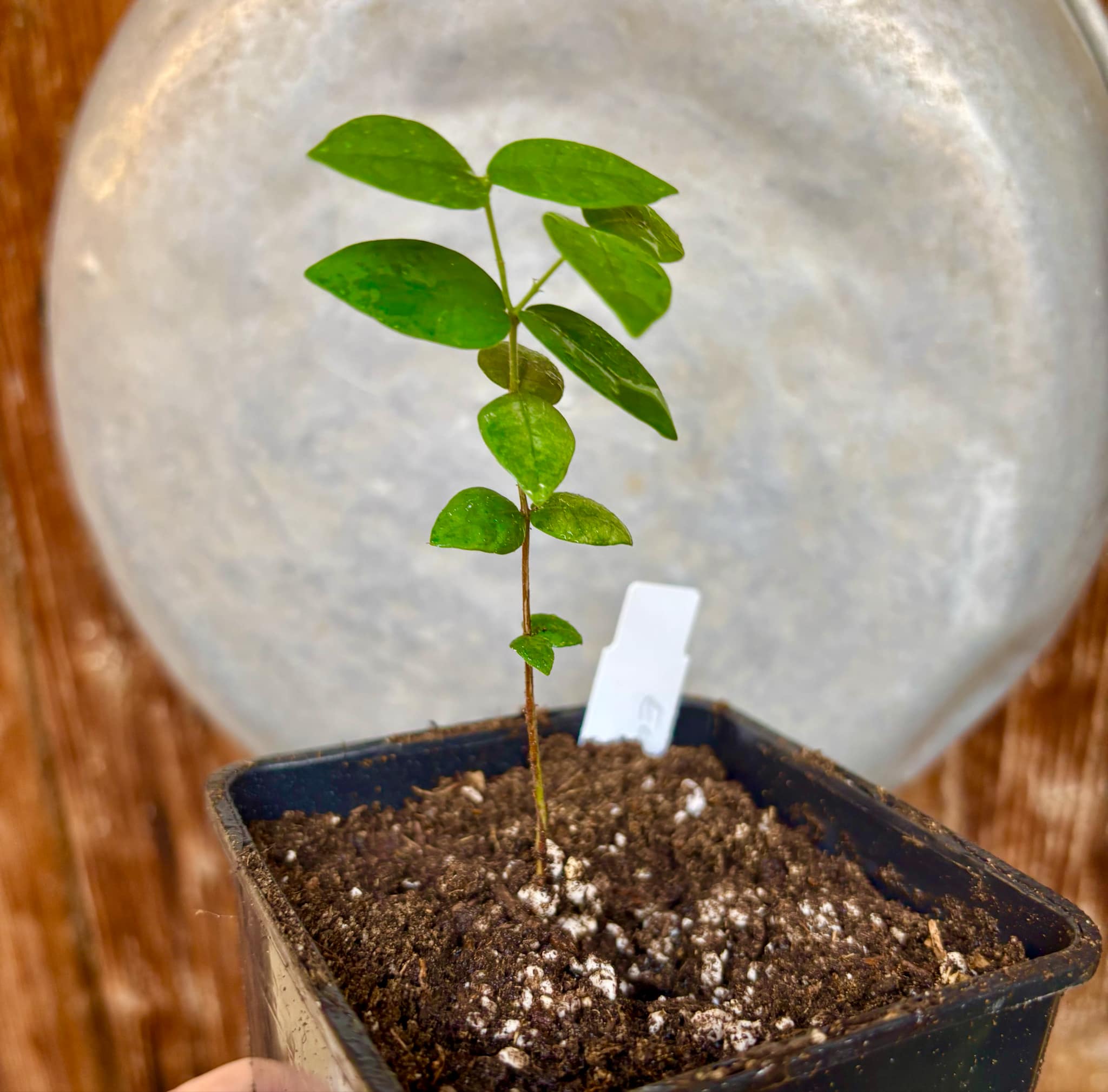 Eugenia hirta - 1 potted seedling/ 1 getopfter Sämling Eugenia hirta - 1 potted seedling/ 1 getopfter Sämling