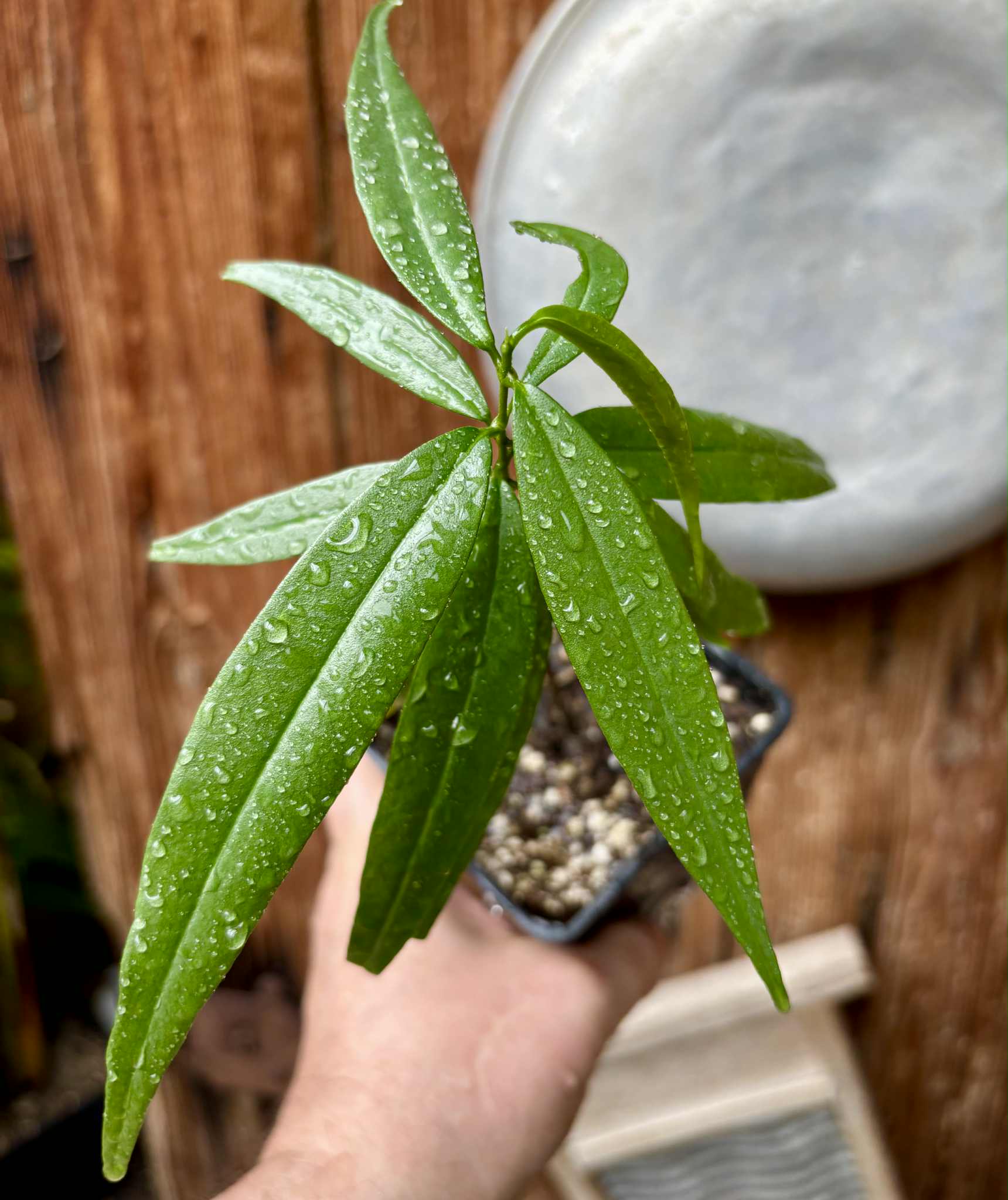 Eugenia bahiensis var. Sementes pintada  - 1 potted plant / 1 getopfte Pflanze