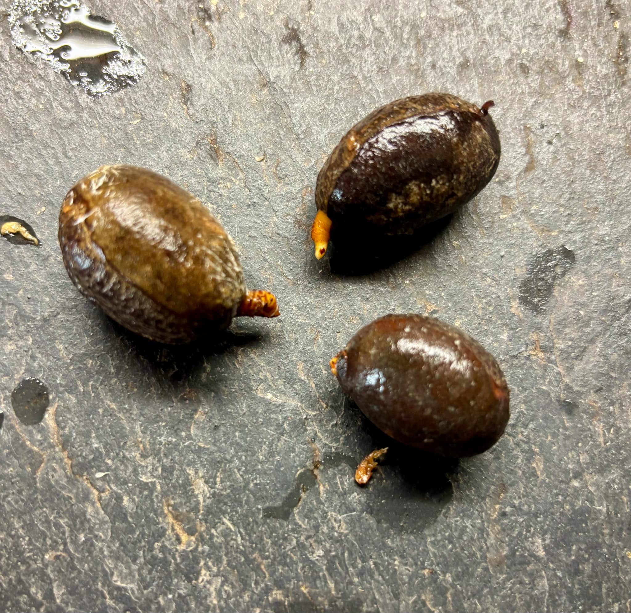 Pouteria procera - 1 germinated seed / 1 gekeimter Samen