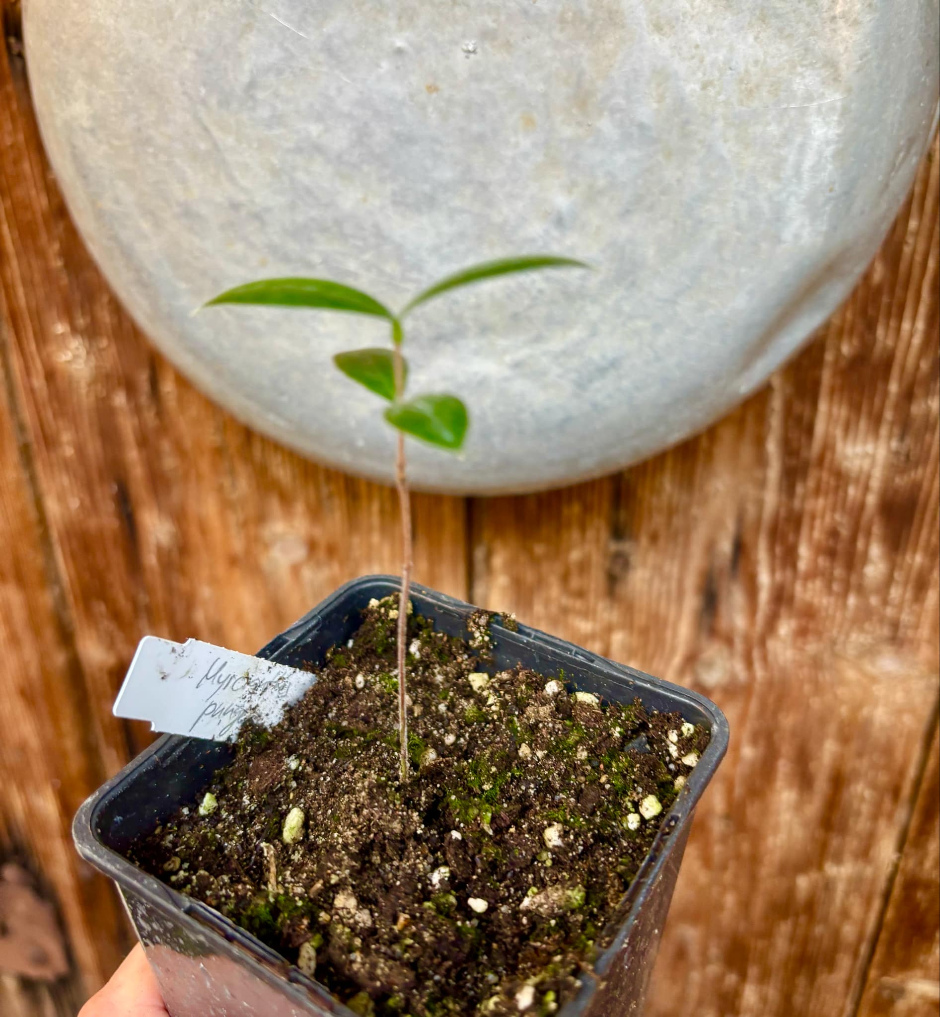 Myrcianthes pungens - Guabiju - 1 potted plant / 1 getopfte Pflanze Myrcianthes pungens - Guabiju - 1 potted plant / 1 getopfte Pflanze