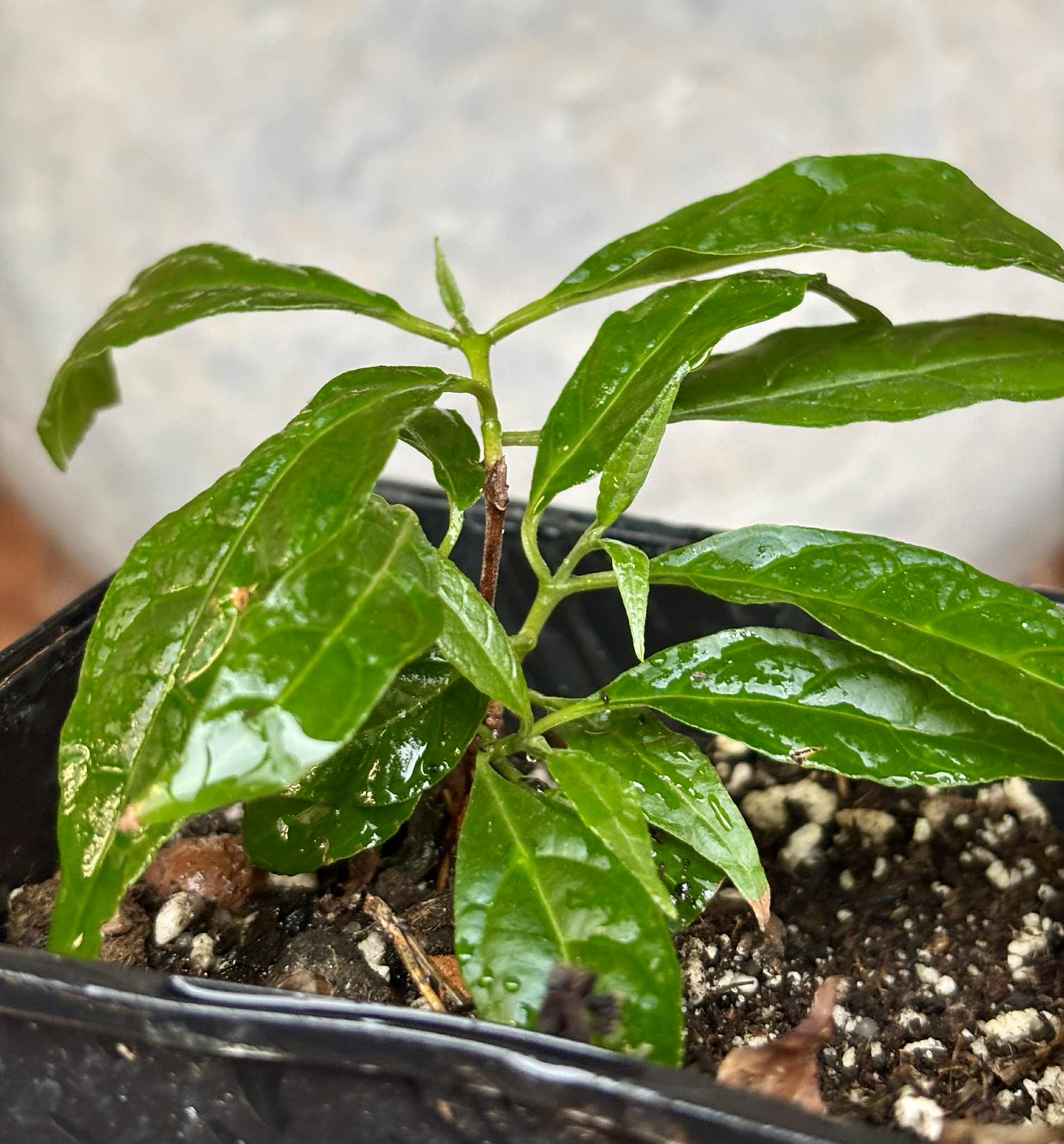 Campomanesia viatoris - 1 potted plant / 1 getopfte Pflanze