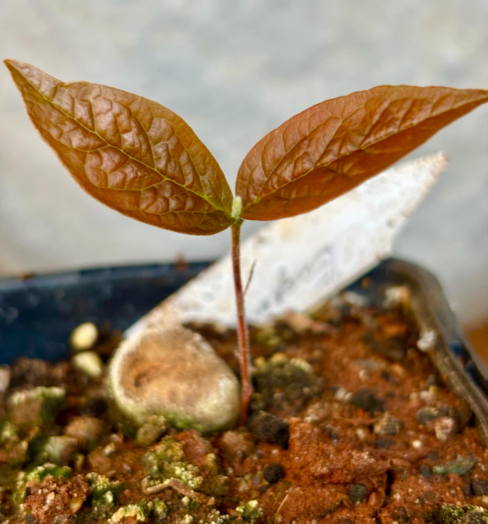 Eugenia campininha  -  1 small potted seedling / 1 kleiner, getopfter Sämling