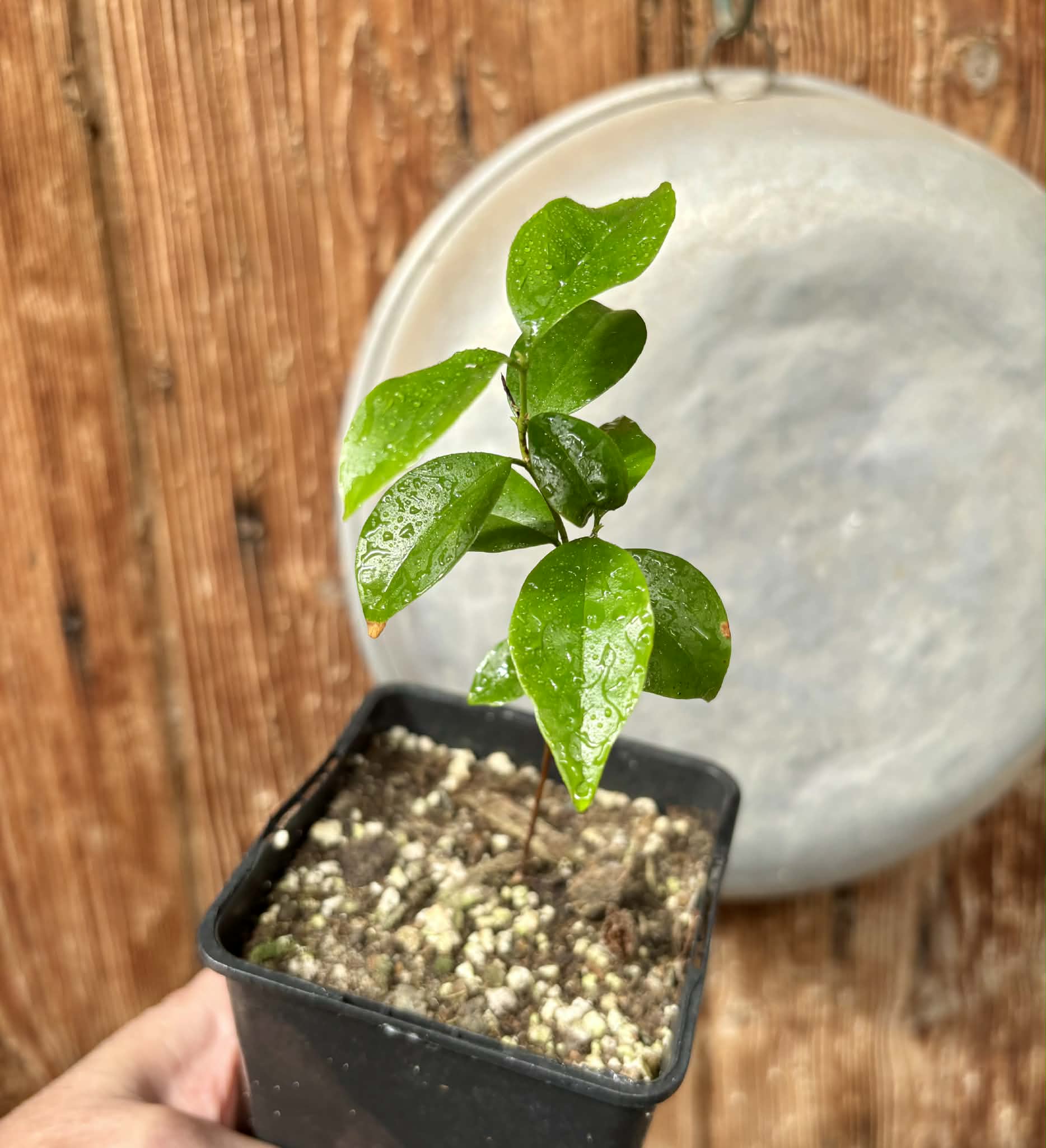 Eugenia zuccarini - 1 potted seedling / 1 getopfter Sämling