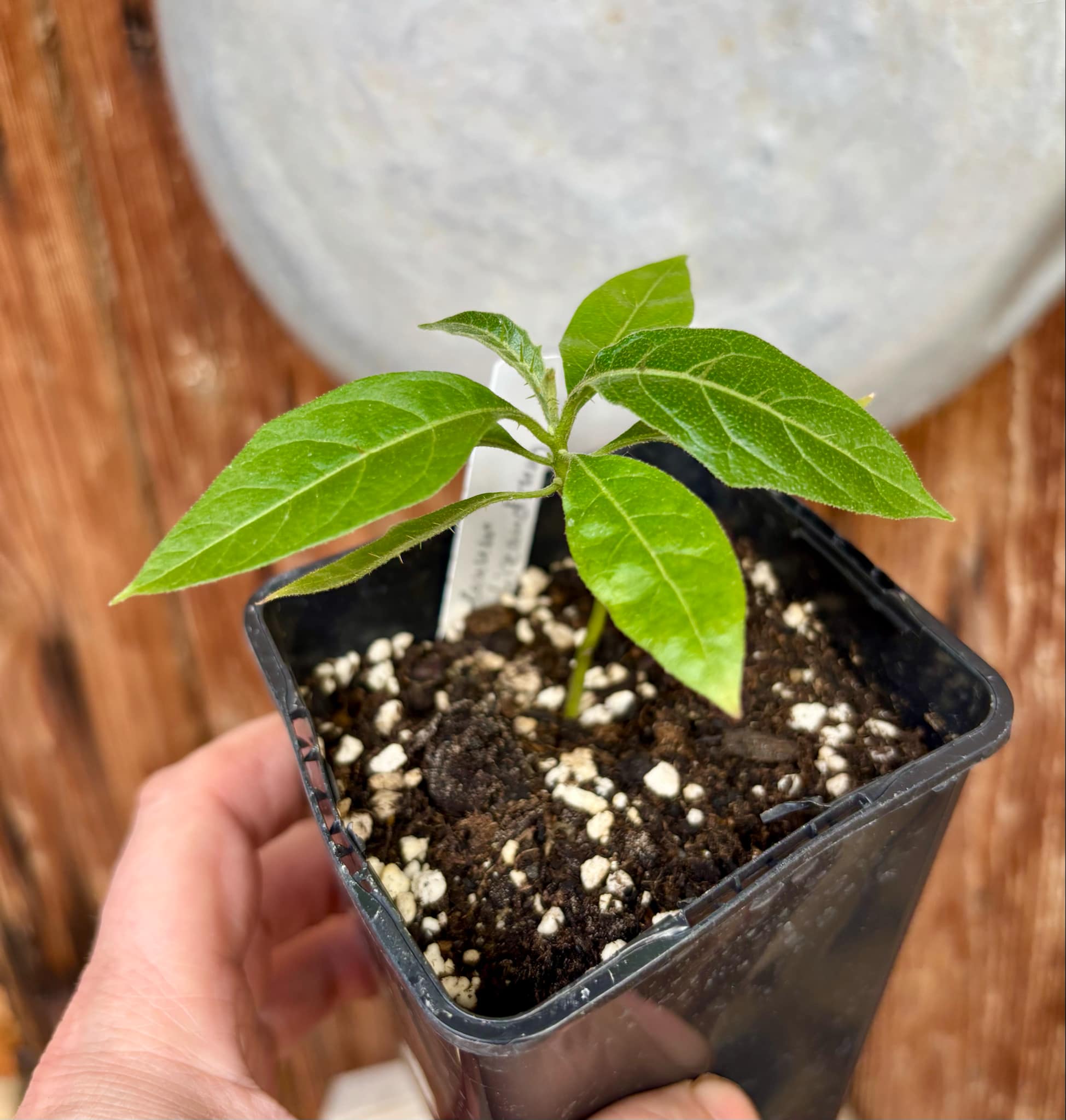 Solanum schizandrum - 1 small, potted seedling / 1 kleiner, getopfter Sämling