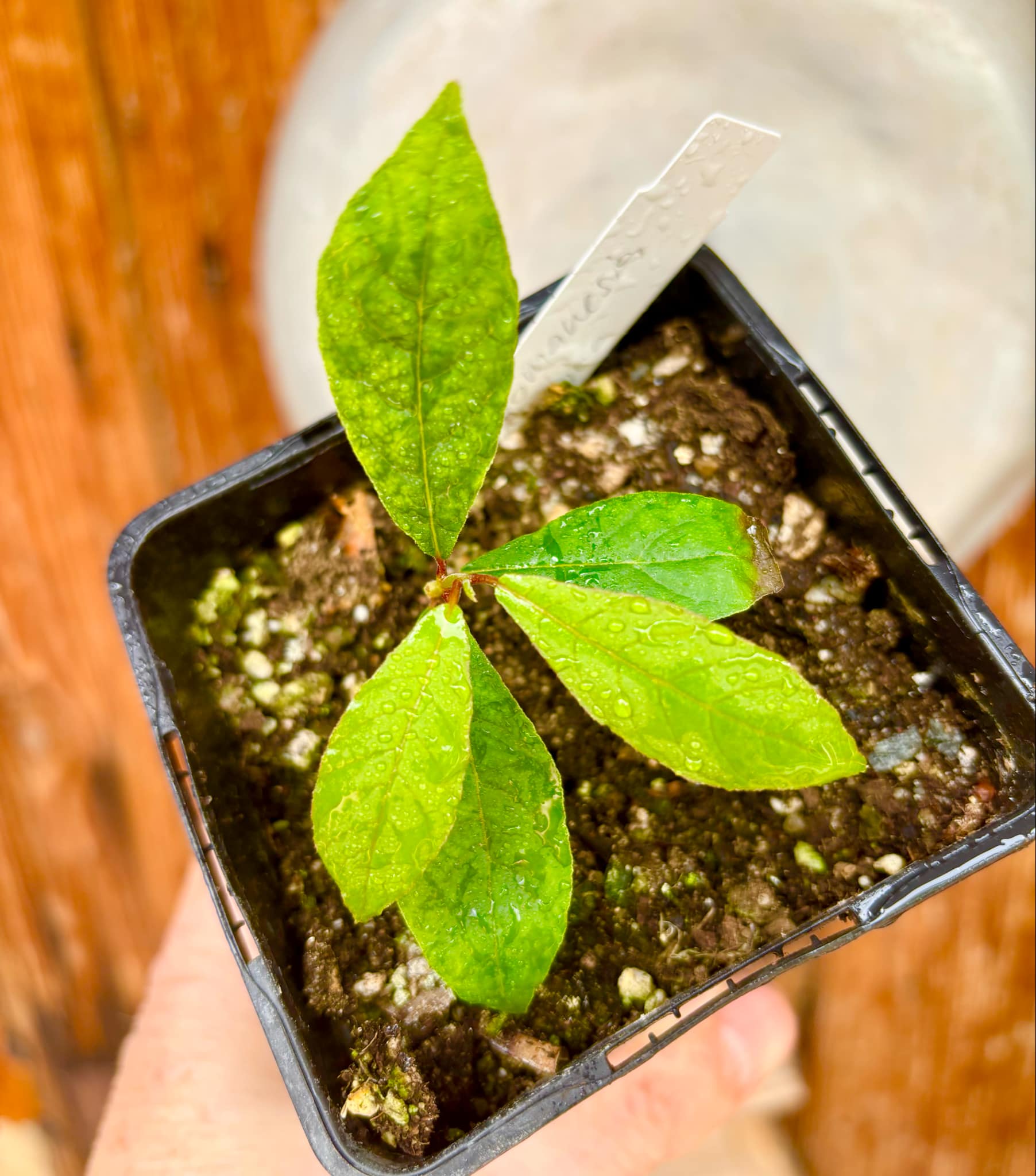 Campomanesia aromatica - Guabiraba - 1 small potted seedling / 1 kleiner, getopfter Sämling