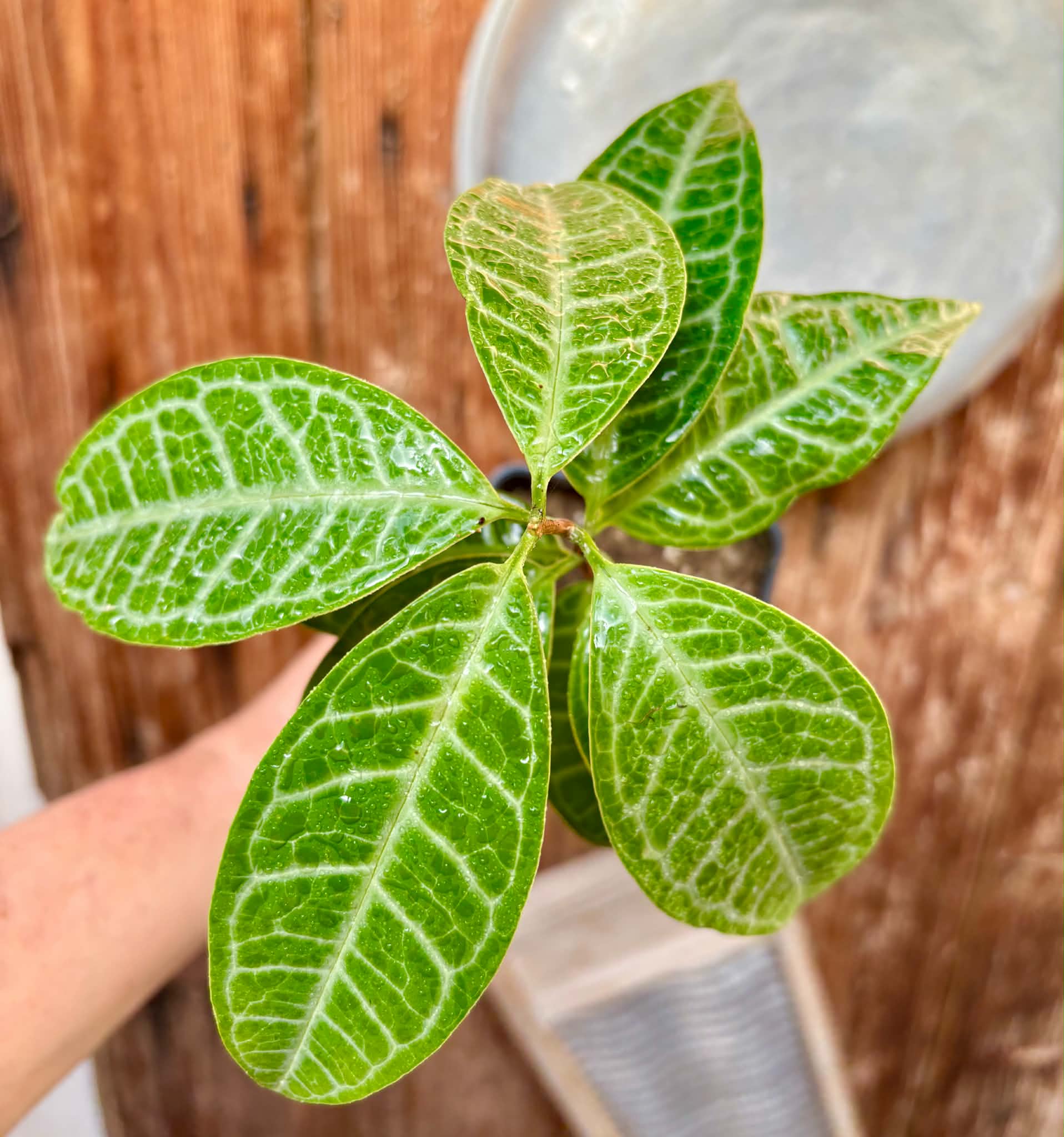 Eugenia sp Labisia -  1 potted plant / 1 getopfte Pflanze