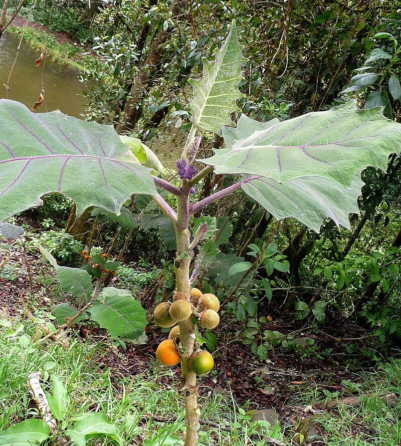Lulo (Solanum quitoense) - 20 frische Samen - 20 fresh seeds