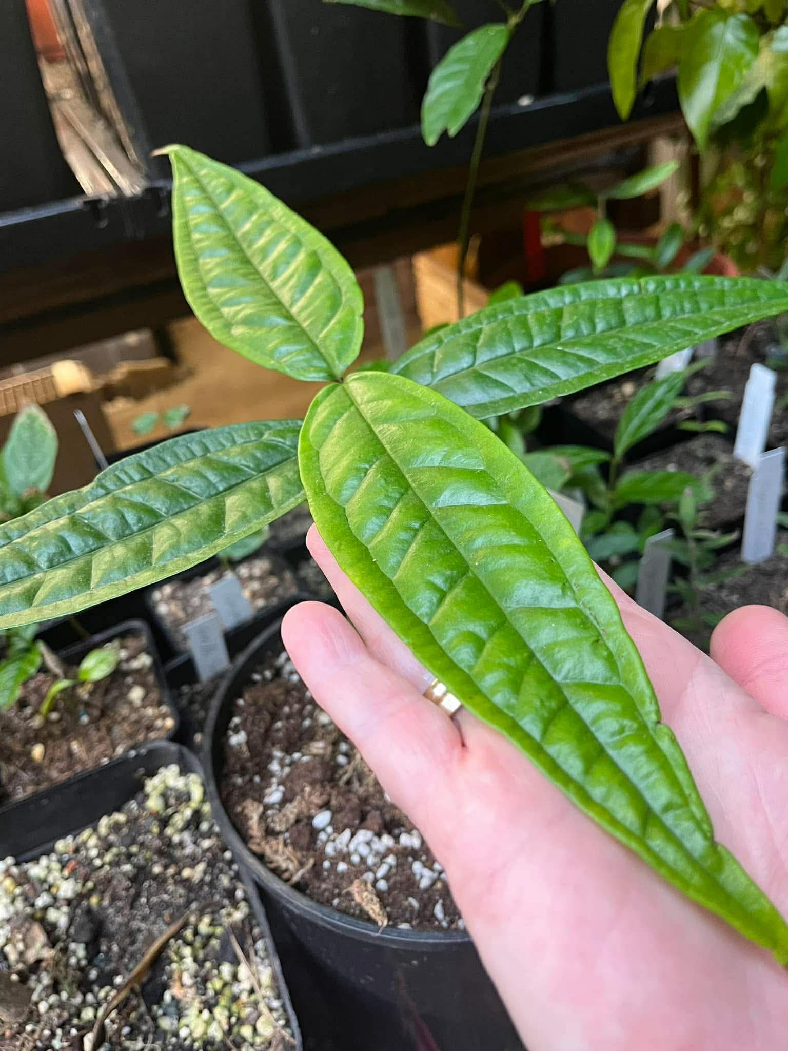 Pre Order - Plinia spiciflora -  1 fresh seed / 1 frischer Samen