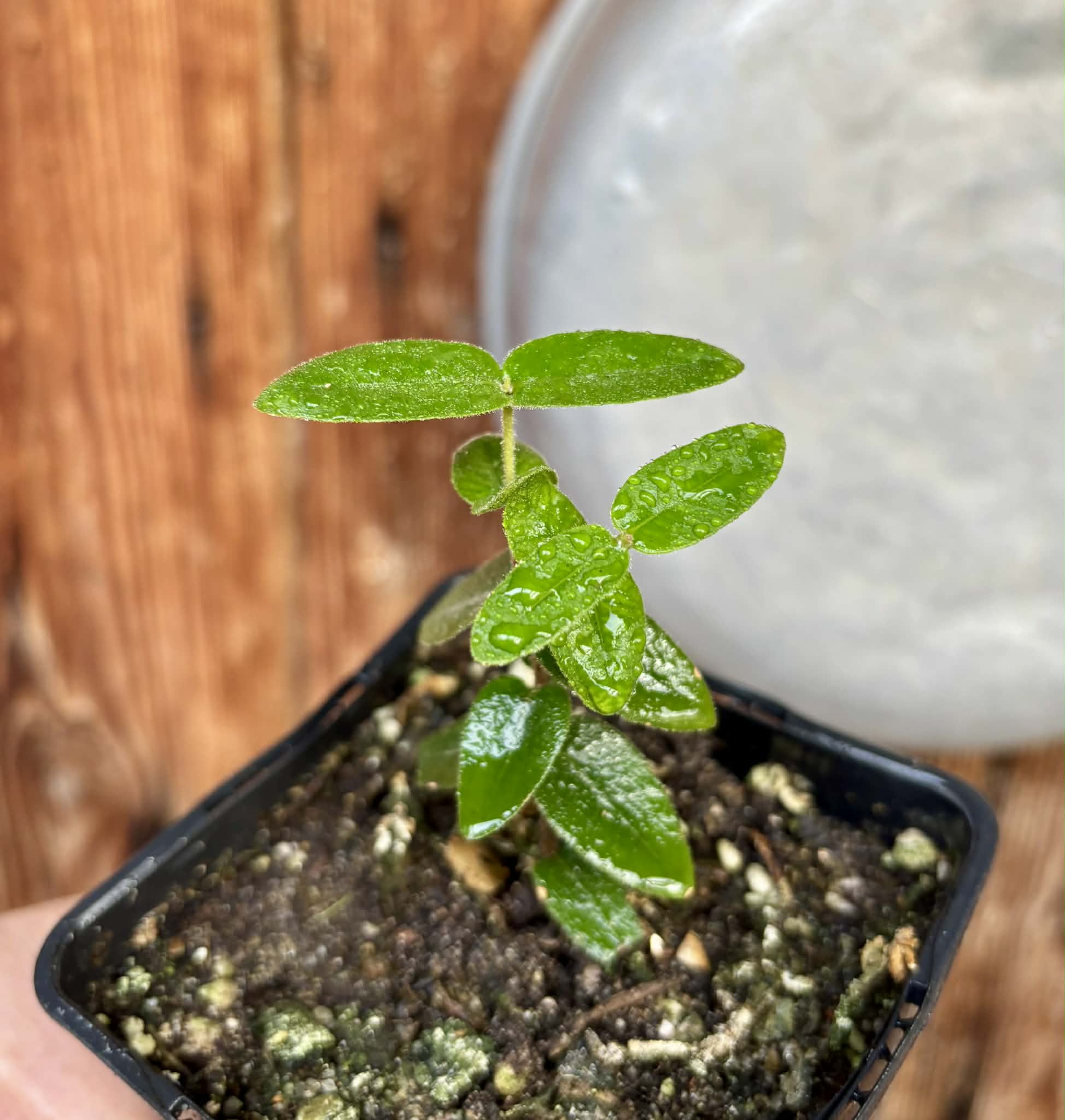 Myrciaria caerulescens (Roxa - Blue Guaquiea) - 1 potted seedling / 1 getopfter Sämling