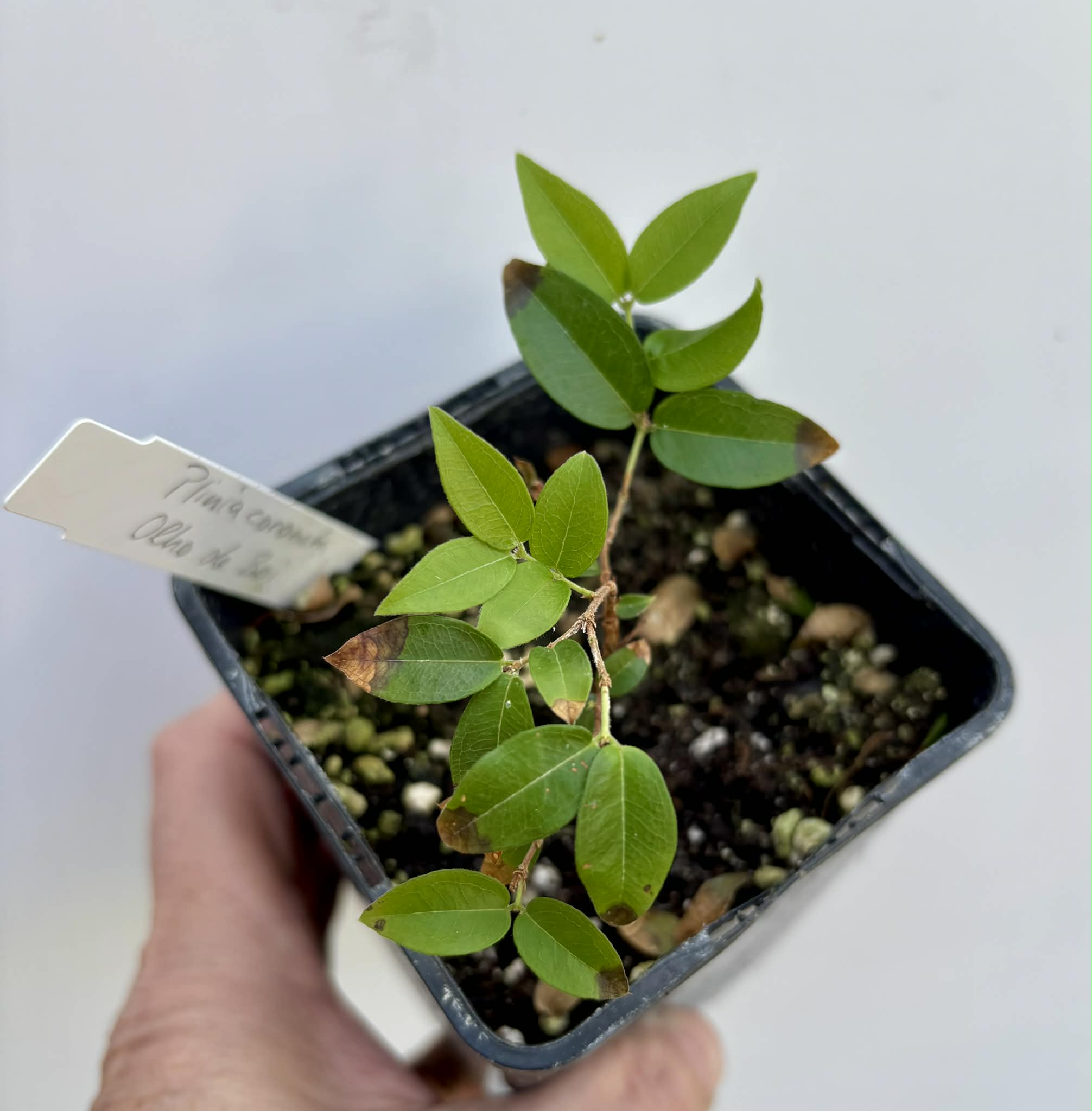 Plinia coronata var. Olho de Boi Seleção - 1 potted seedling / 1 getopfter Sämling
