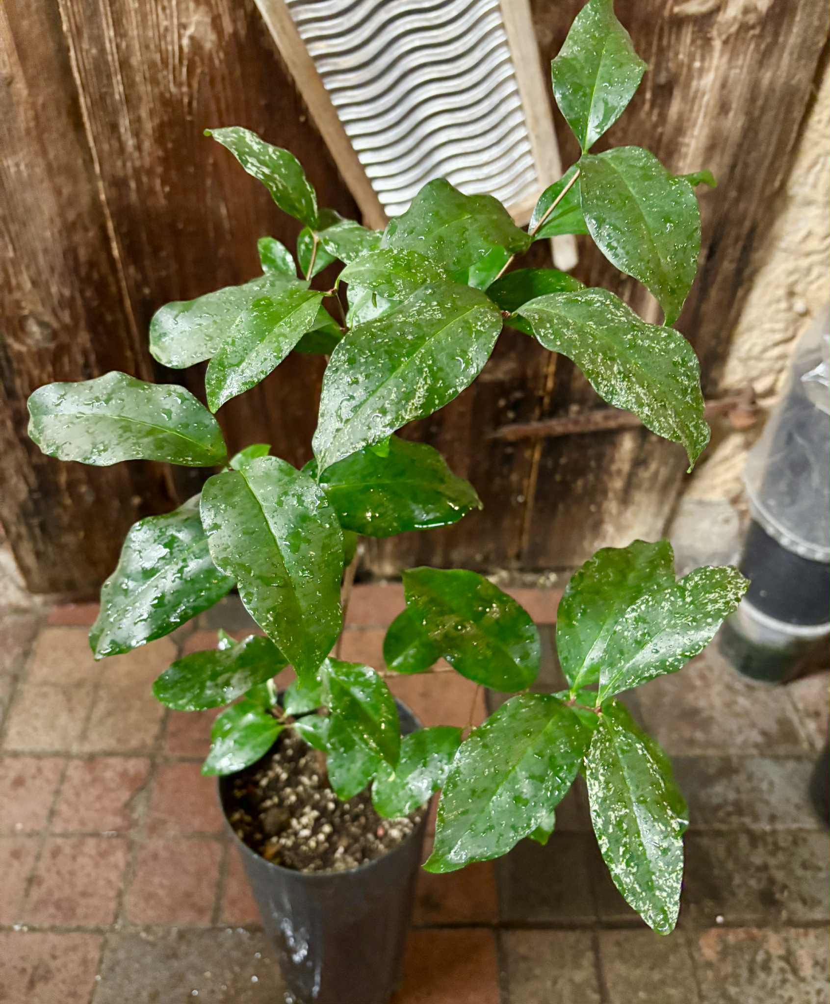 4 years old - variegated Eugenia sp Laranja Serralandia - 1 potted plant / 1 getopfte Pflanze