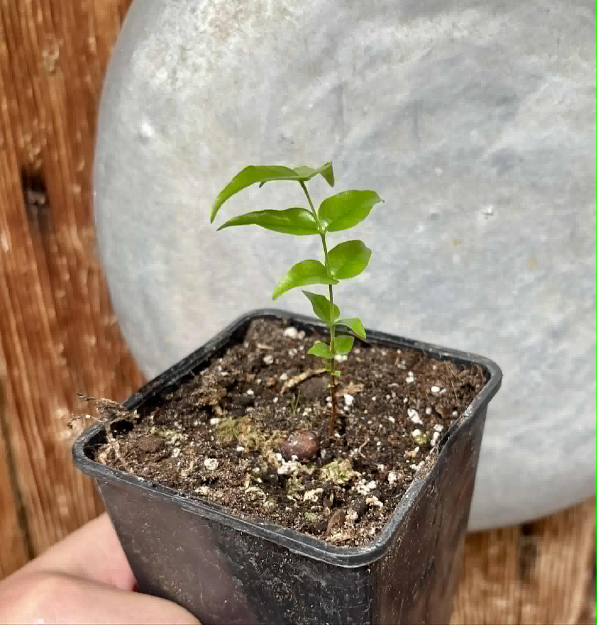 Plinia sp Apepique - 1 potted seedling / 1 getopfter Sämling