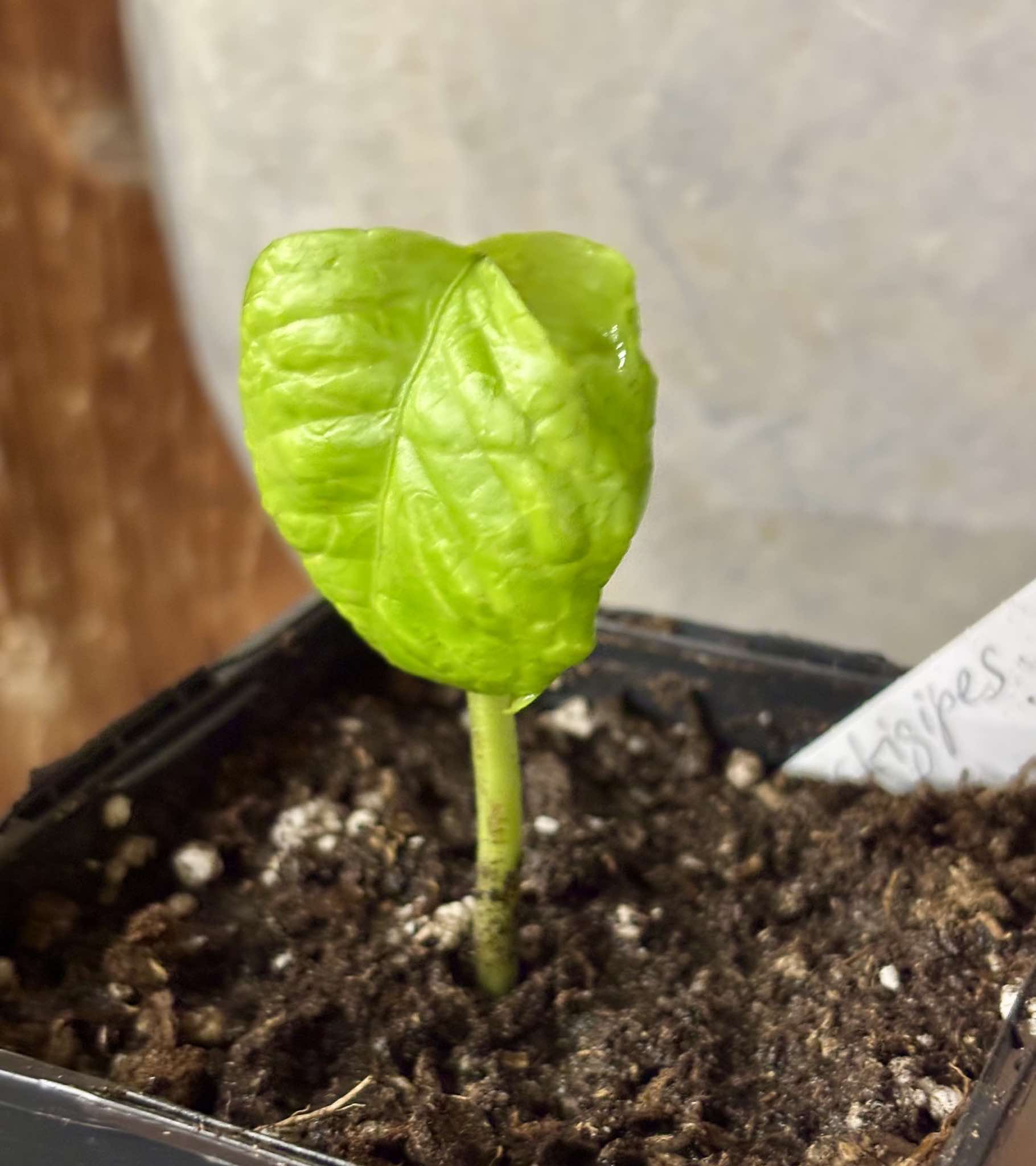 Guaporanga - Myrcia strigipes syn. Marliera tomentosa - 1 small potted seedling / 1 kleiner, getopfter Sämling Guaporanga - Myrcia strigipes syn. Marliera tomentosa - 1 small potted seedling / 1 kleiner, getopfter Sämling