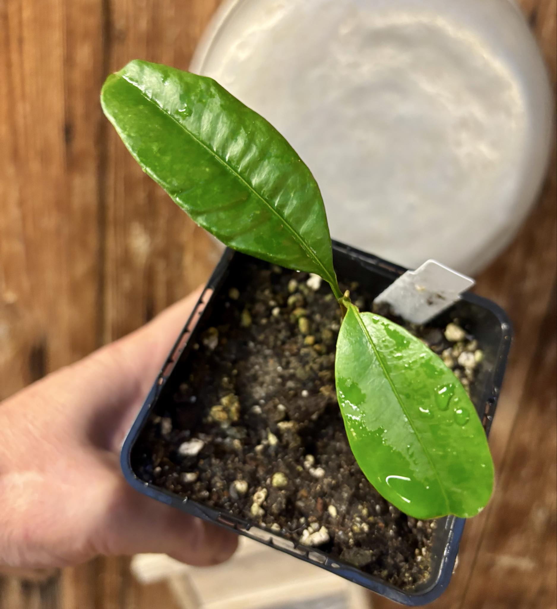 Pouteria cuspidata  -  1 potted seedling / 1 getopfter Sämling