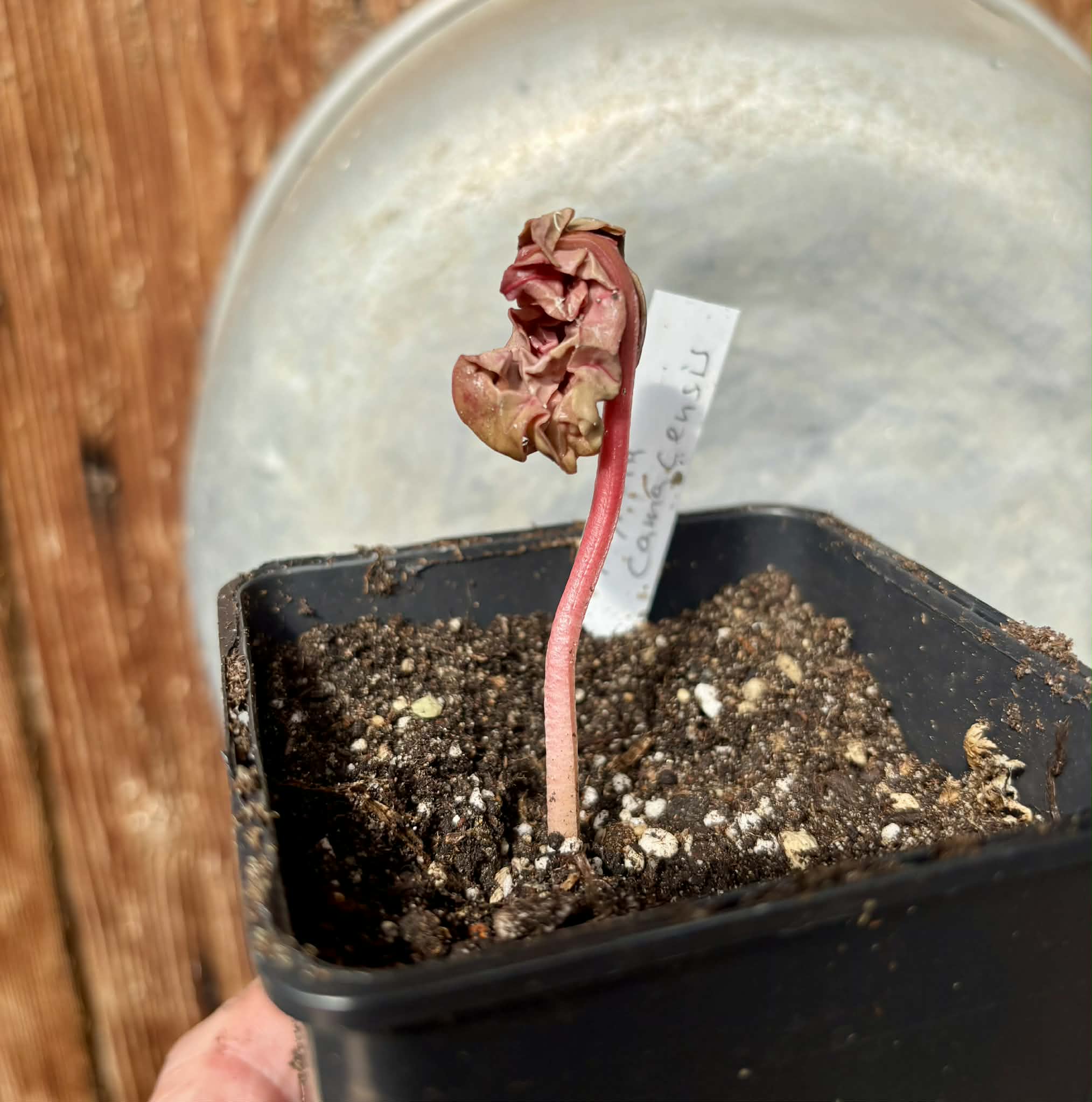 Myrcia sp. Camacaensis - 1 potted plant / 1 getopfte Pflanze