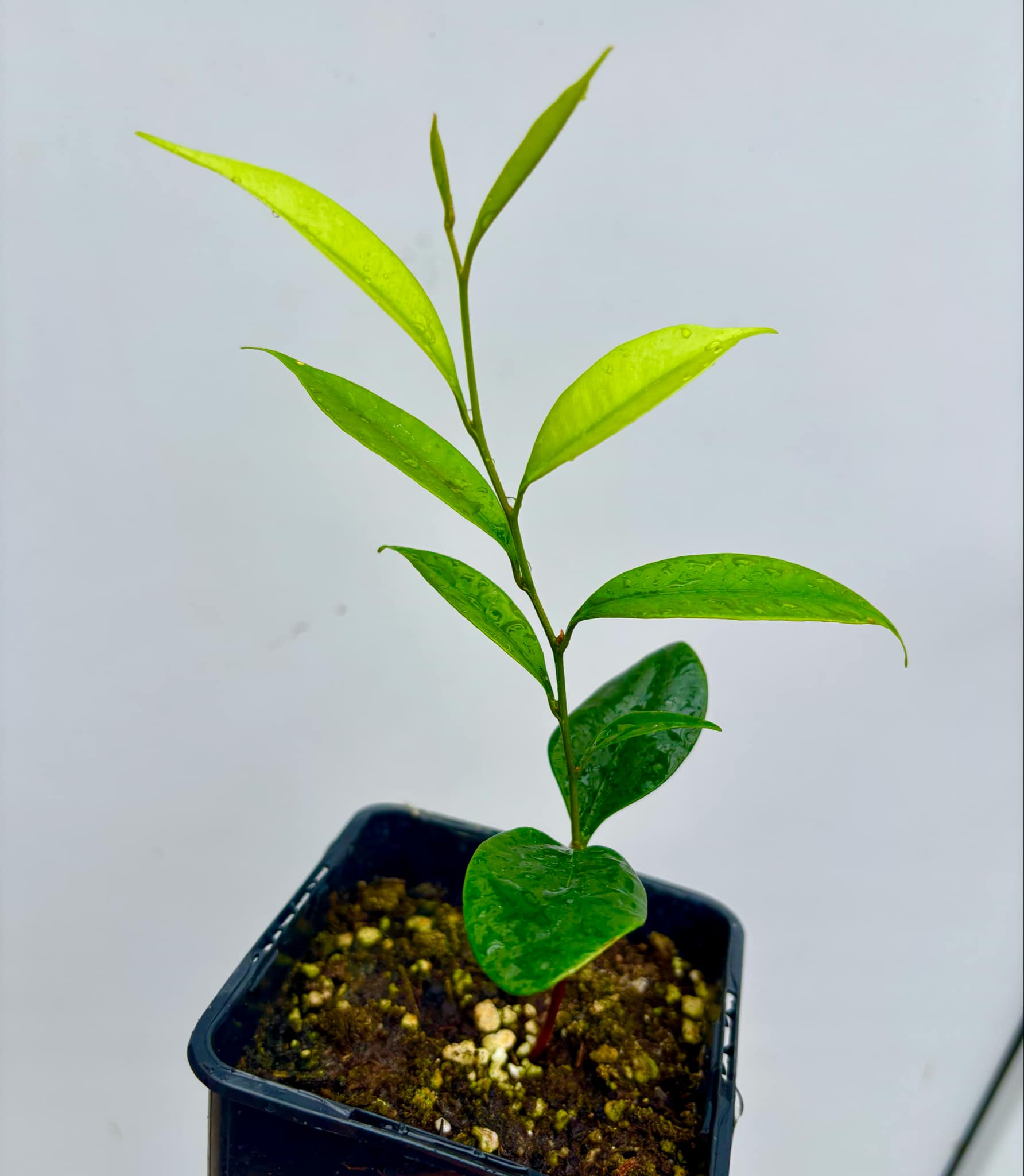 Diploon cuspidatum  -  1 potted seedling / 1 getopfter Sämling