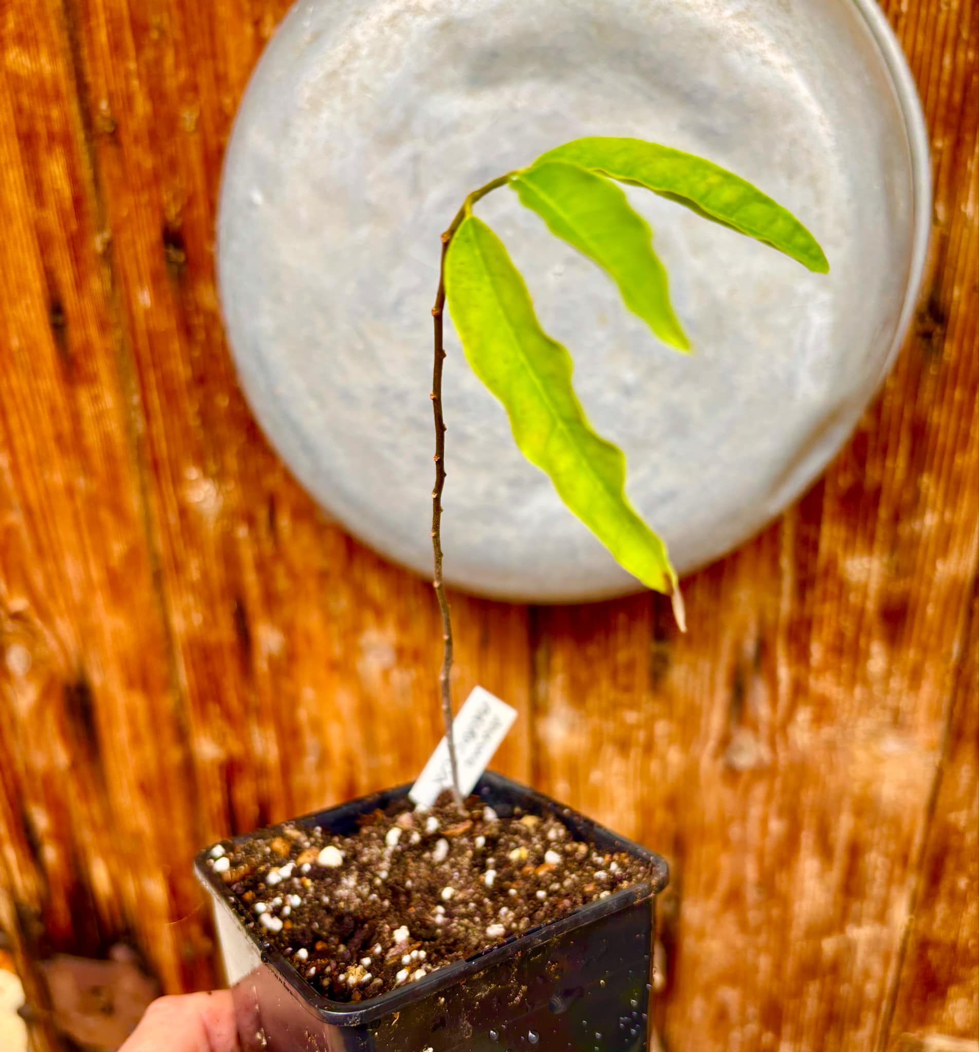 Annona macrocalyx  - 1 potted plant / 1 getopfte Pflanze