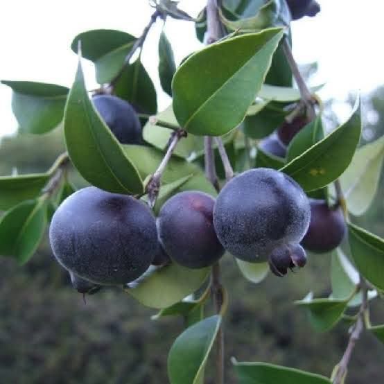 9 years old - Guabiju (Myrcianthes pungens) - 1 potted plant / 1 getopfte Pflanze