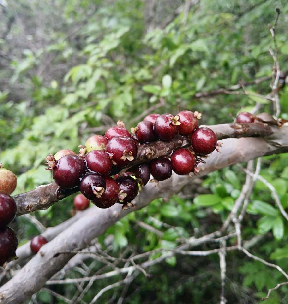 Jaboticaba de RAMA (Plinia sp) -  1 fresh seed / 1 frischer Samen