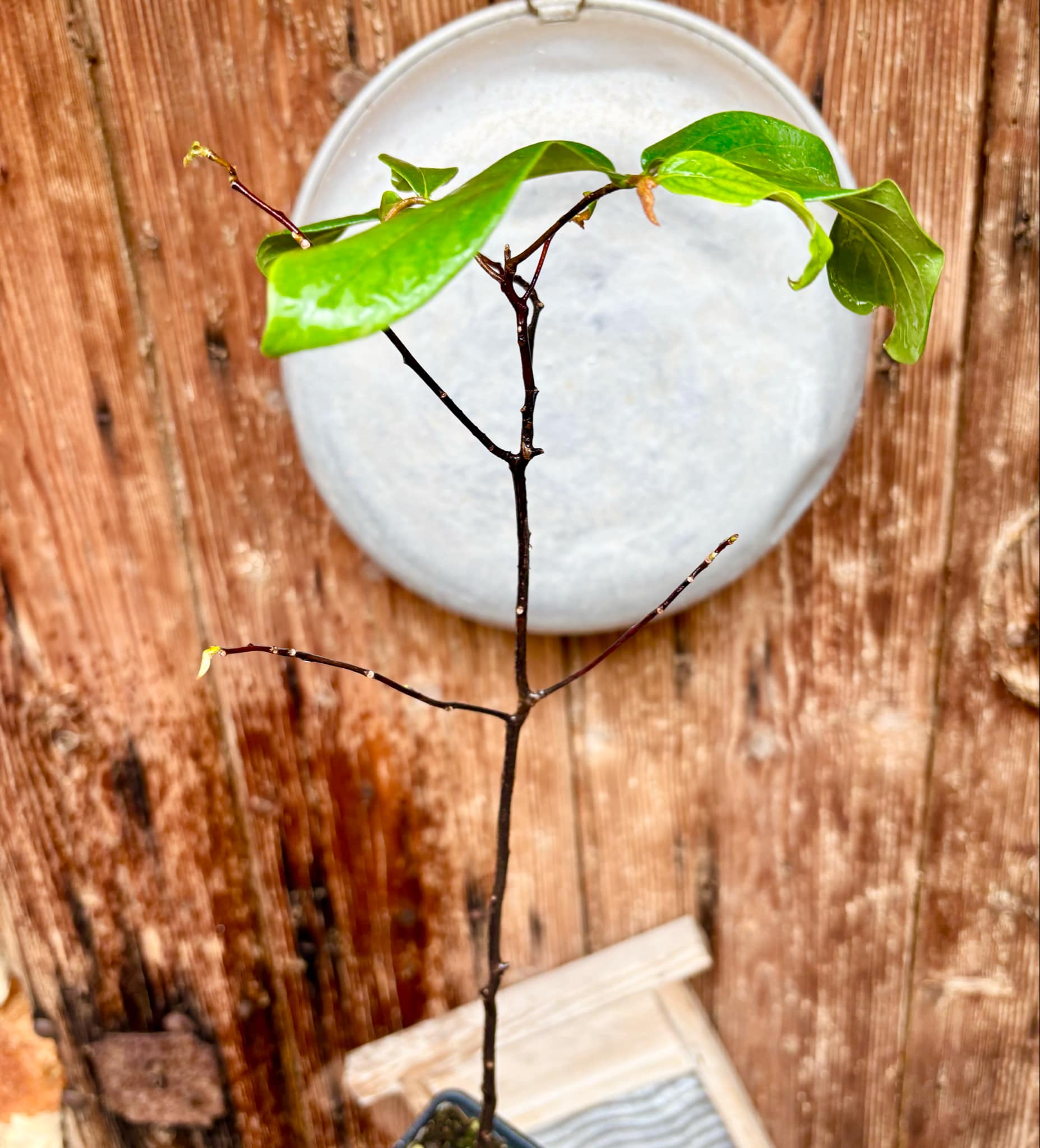 Gold Apple (Diospyros decandra) - 1 potted plant / 1 getopfte Pflanze