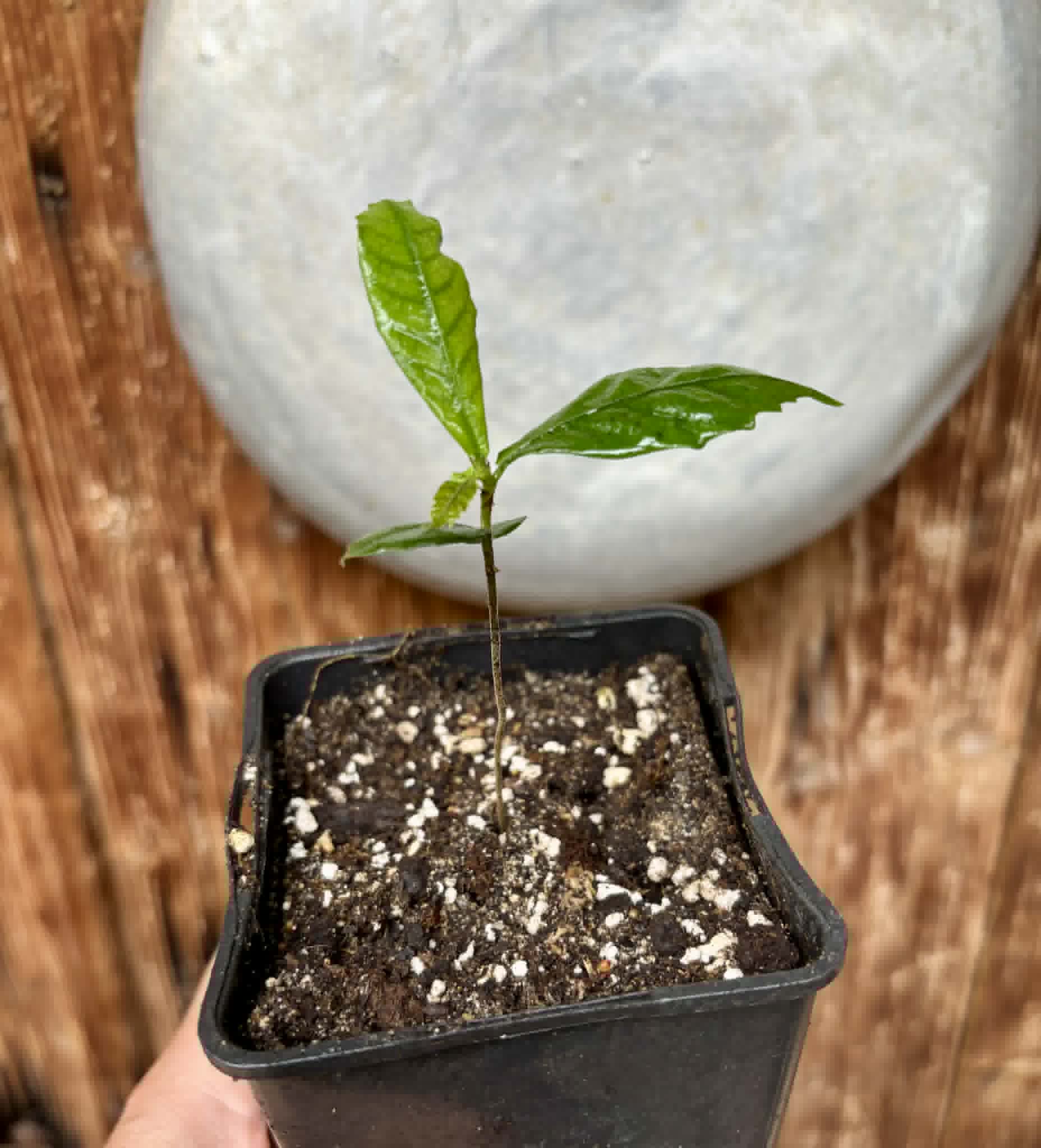 Tepetomate (Pseudolmedia glabrata) - 1 potted seedling / 1 getopfter Sämling