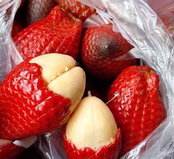 Pre Order - Ridan Salak (Salacca affinis) -  91 fresh seed / 1 frischer Samen