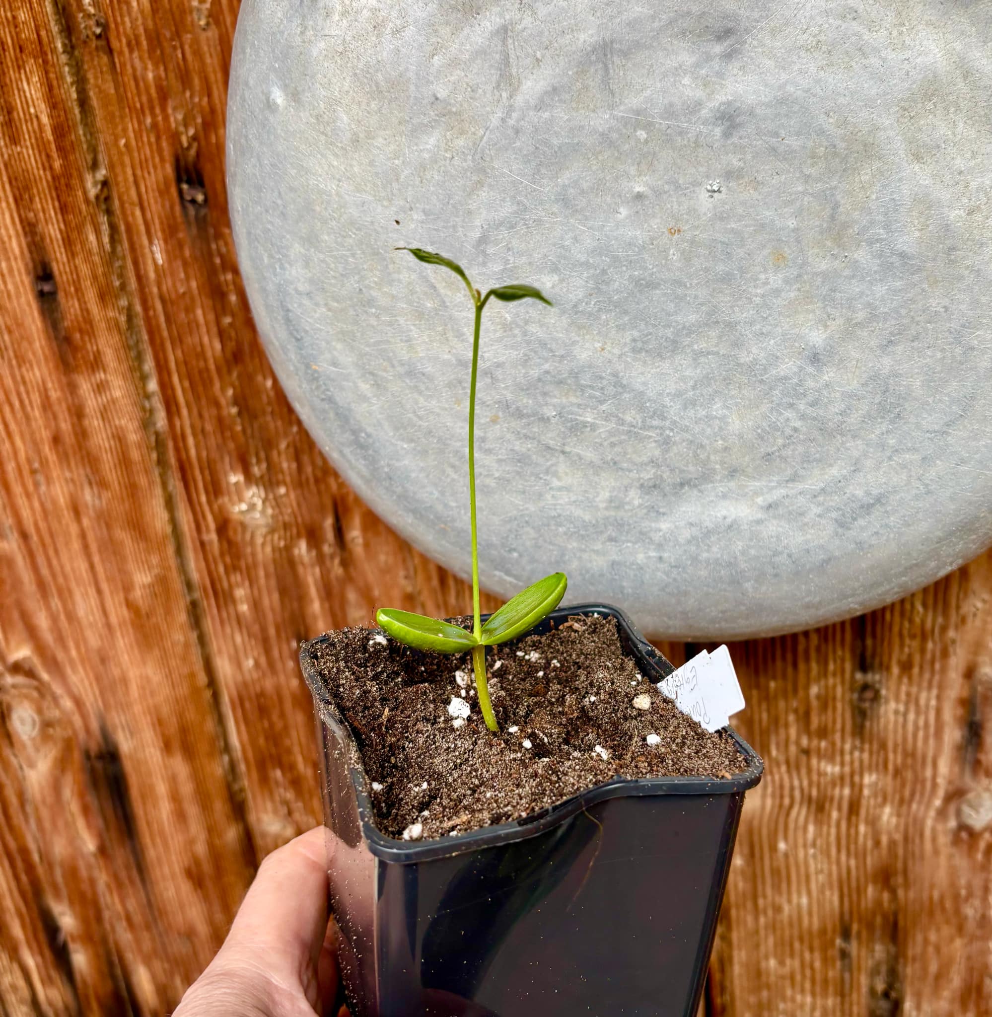 Pouteria aff egregia  -  1 small potted seedling / 1 kleiner, getopfter Sämling