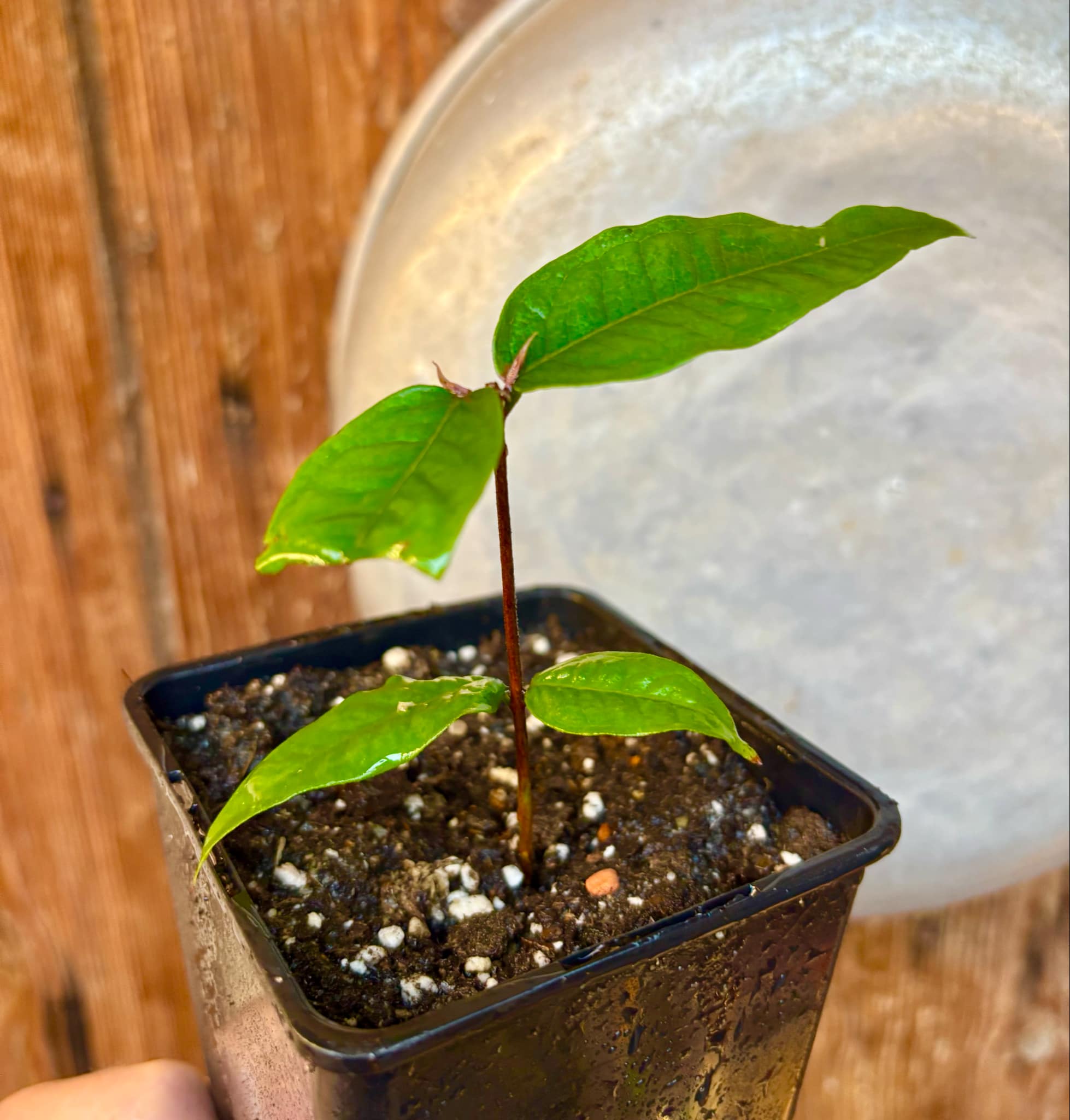 Plinia phitrantha var. UNESP  - 1 rooted, potted cutting / 1 bewurzelter, getopfter Steckling