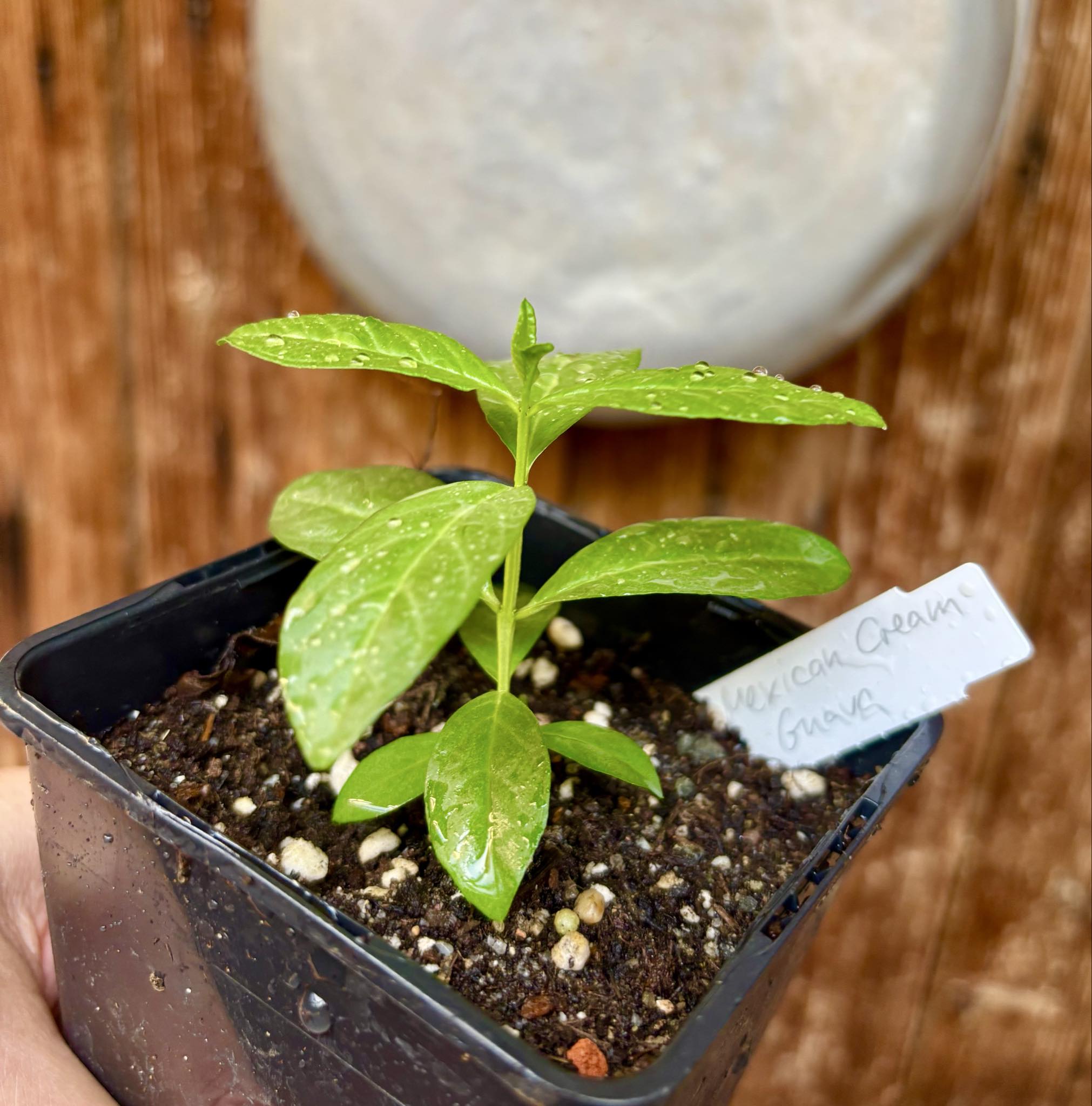 Psidium guajava - Mexican Cream Guava  - 1 small potted seedling / 1 kleiner, getopfter Sämling