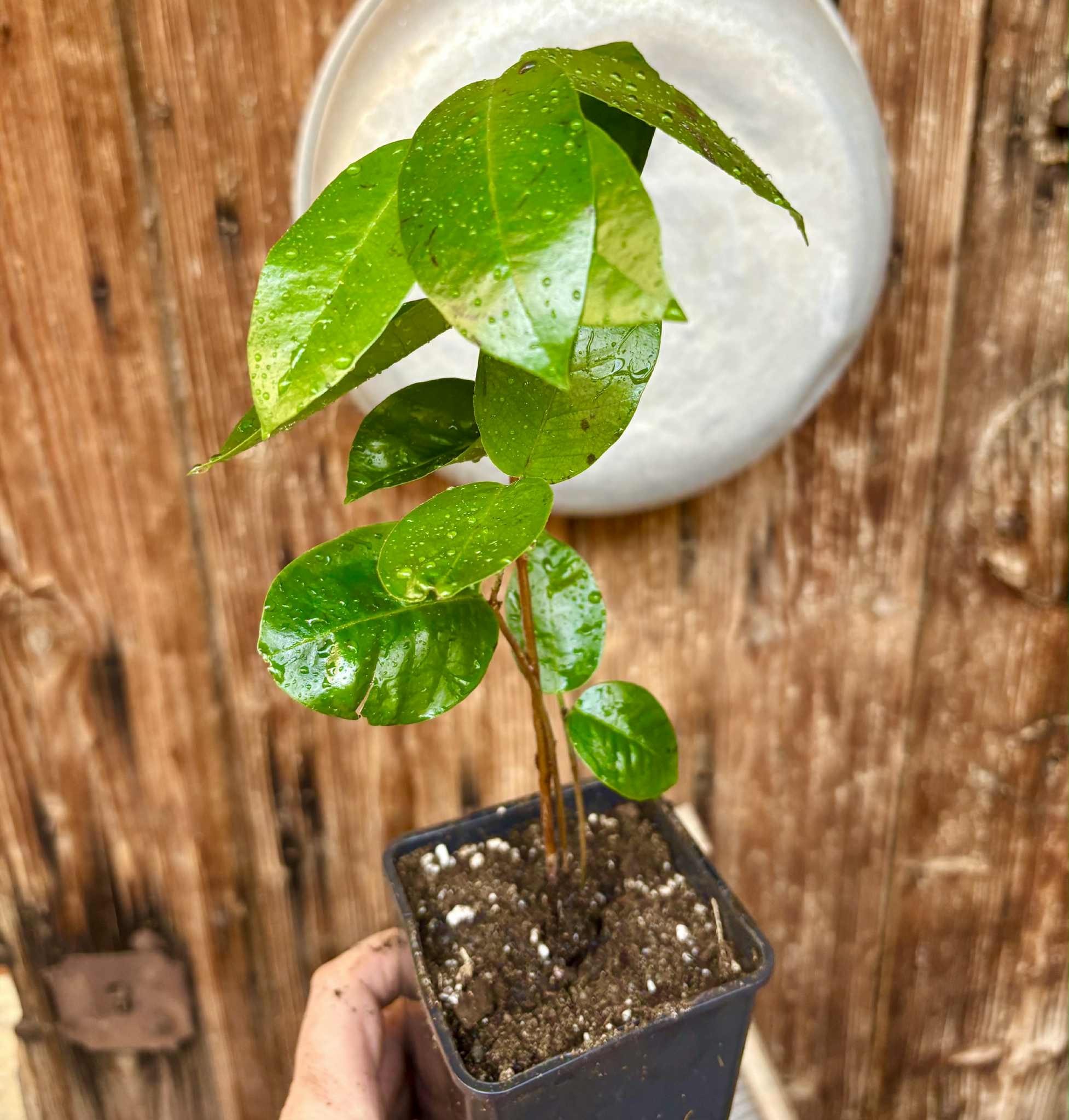 Cambuca (Plinia edulis) - 1 potted plant / 1 getopfte Pflanze