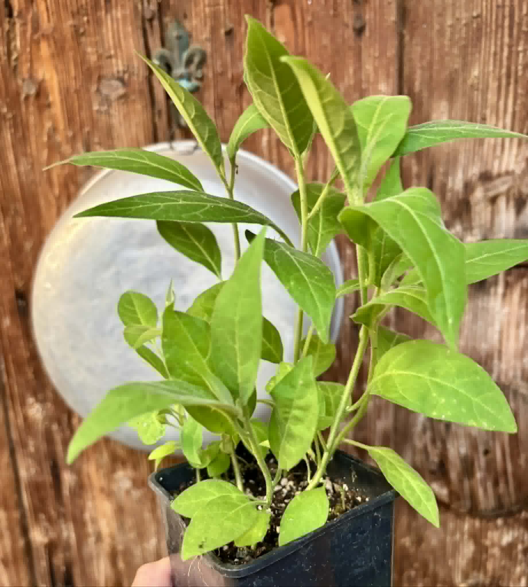 10 in 1 pot - Solanum sp. Mata Escura - 10 seedlings in one pot - 10 Sämlinge in einem Topf