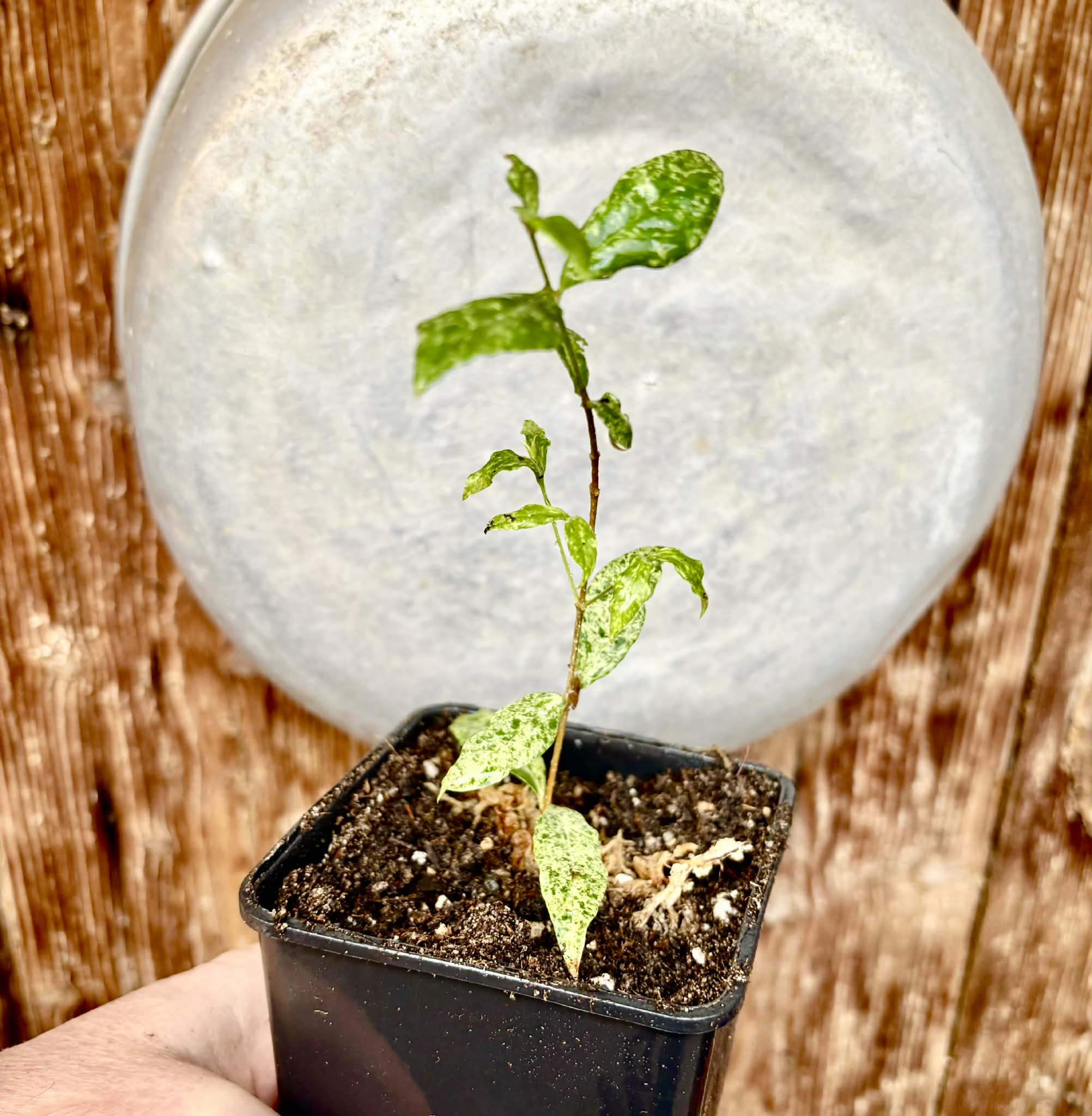 from flowering mother plant - variegated Acerola (Malpighia glabra) - 1 potted rooted cutting / 1 getopfter, bewurzelter Steckling