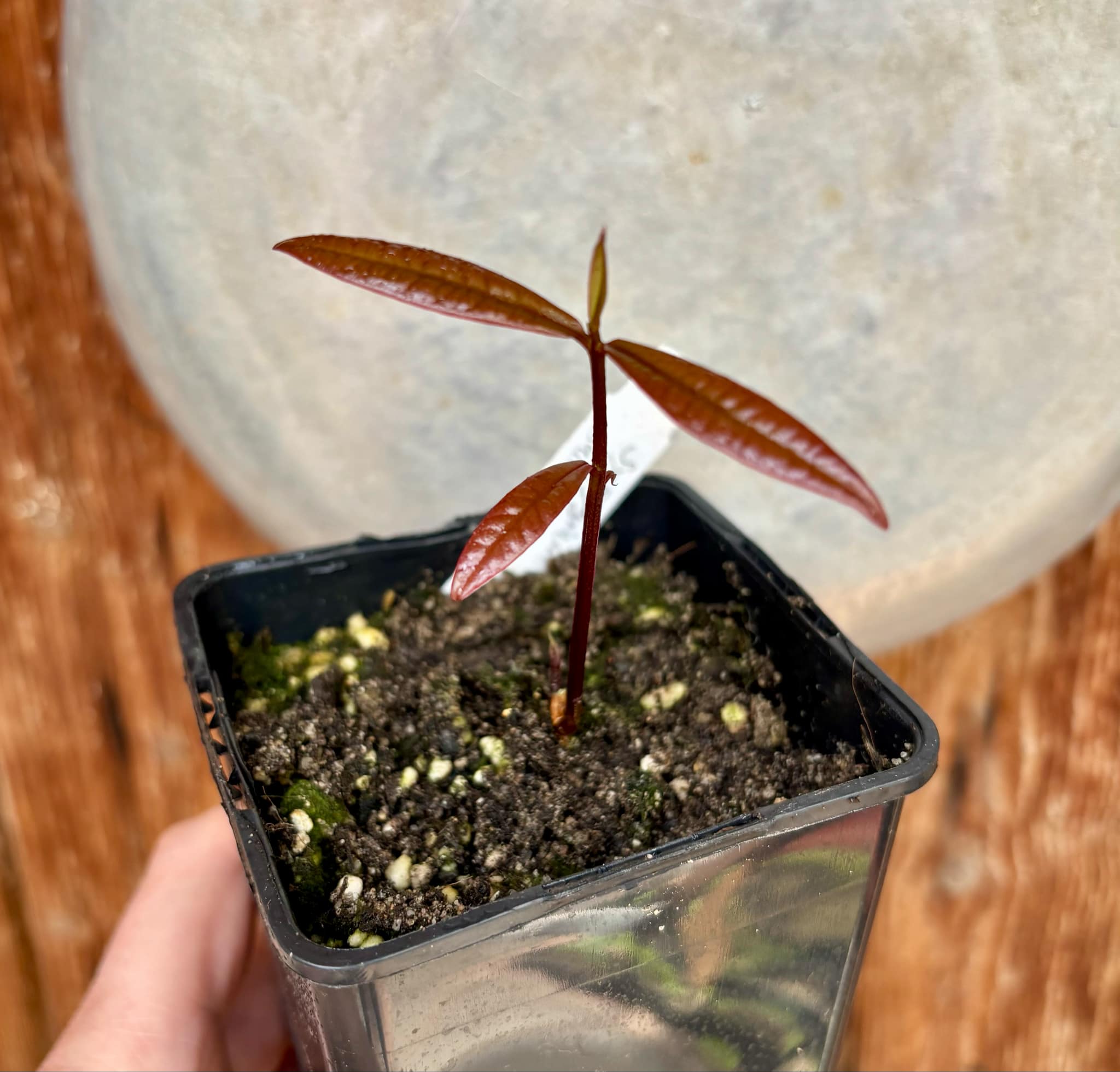 Syzygium sp Sulawesi 2 - 1 potted seedling / 1 getopfter Sämling Syzygium sp Sulawesi 2 - 1 potted seedling / 1 getopfter Sämling