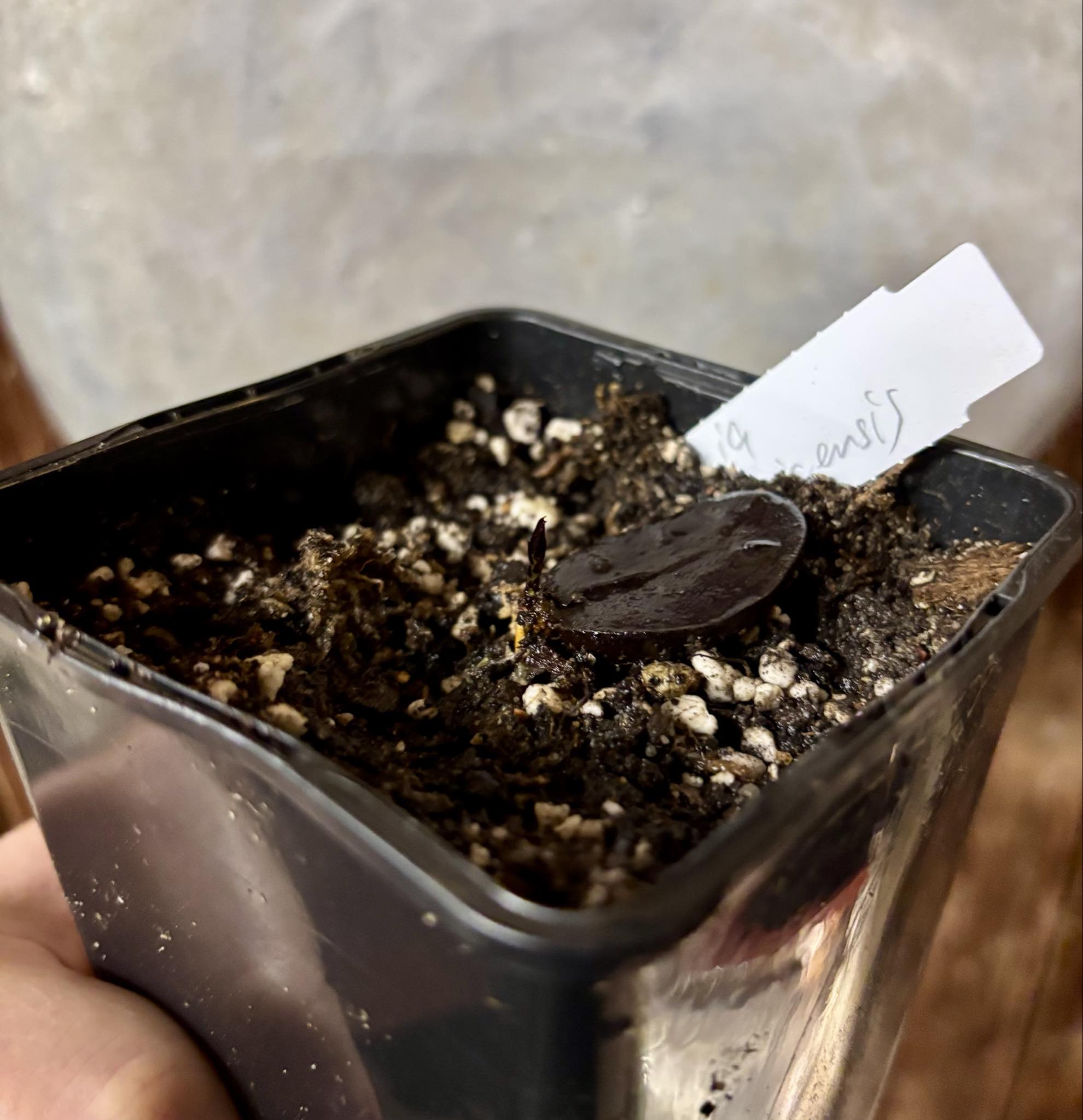 Plinia costaricensis -  1 potted seedling / 1 getopfter Sämling